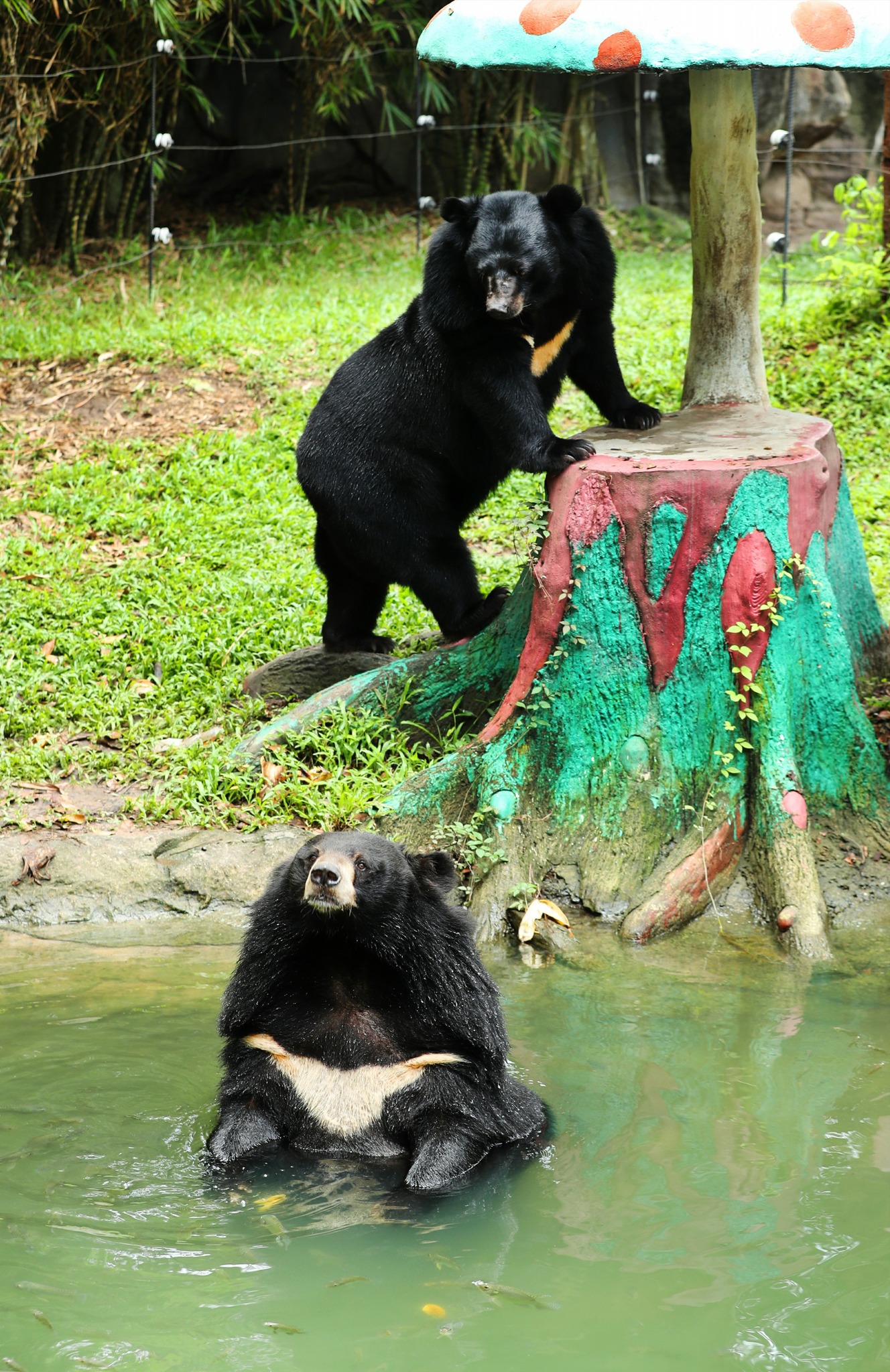 Những &quot;cây hài&quot; gấu đen thui ở nước ta duyên dáng vẻ ko bại gì &quot;danh hài&quot; panda đang khiến mưa thực hiện bão - Hình ảnh 10.
