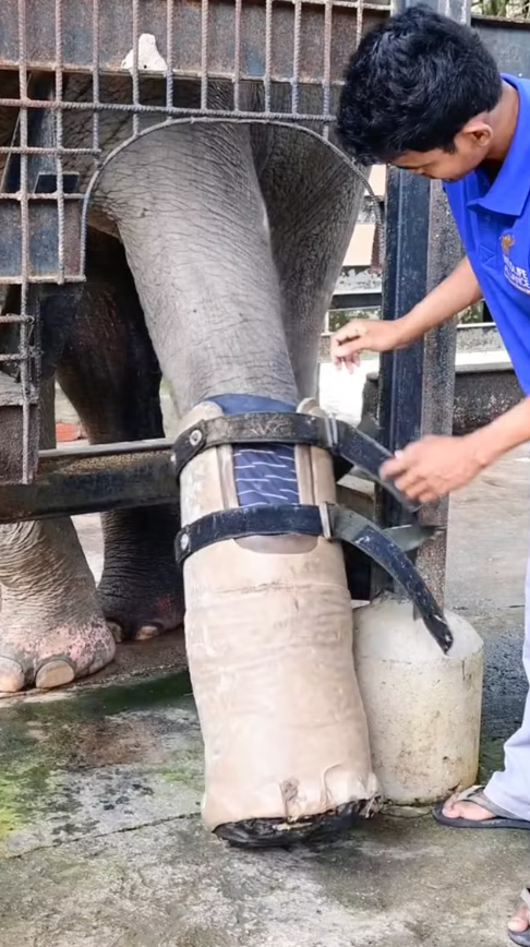 Đằng sau &quot;phép màu&quot; của chú voi có chiếc chân giả: Công nghệ có ý nghĩa rất lớn với con người - Ảnh 2.