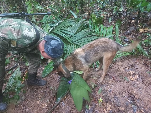 Ảnh: Quá trình tìm kiếm 4 em nhỏ sống sót thần kỳ suốt 40 ngày mất tích trong rừng sâu ở Colombia - Ảnh 8.