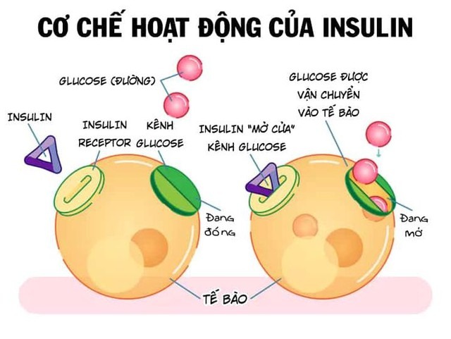 &quot;Mở khóa&quot; chức năng tiết insulin cho dạ dày: Một phương pháp hứa hẹn điều trị tận gốc bệnh tiểu đường - Ảnh 5.