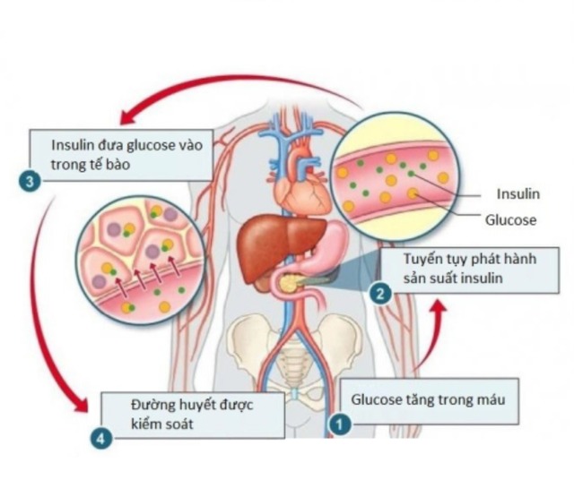 &quot;Mở khóa&quot; chức năng tiết insulin cho dạ dày: Một phương pháp hứa hẹn điều trị tận gốc bệnh tiểu đường - Ảnh 6.