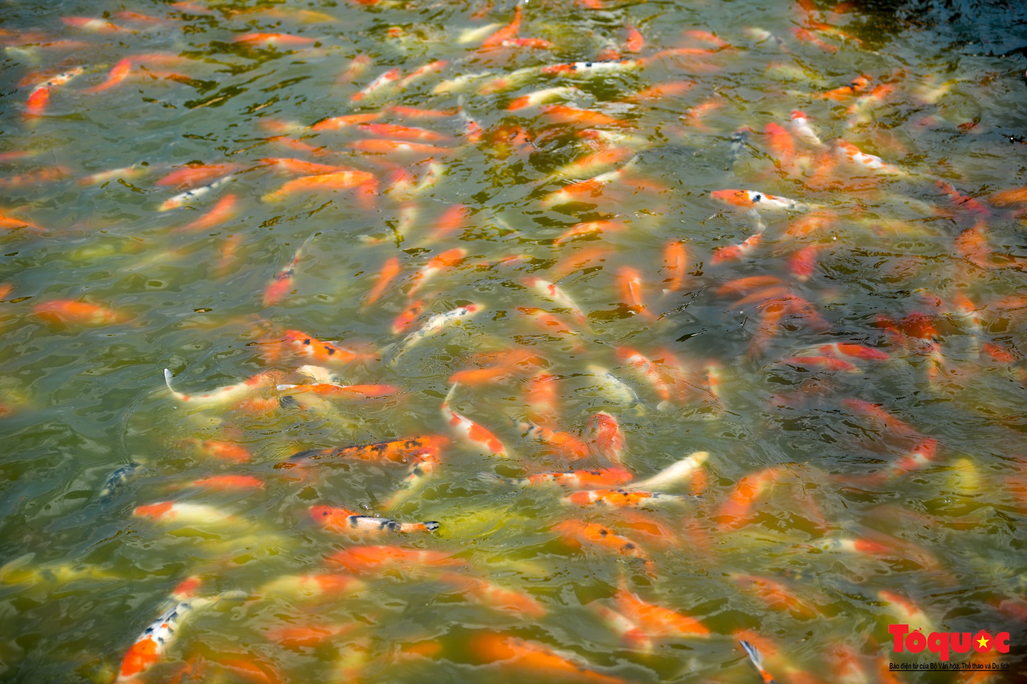 Người dân thủ đô thích thú với đàn cá Koi đủ màu sắc trên Đầm Đông - Ảnh 11.