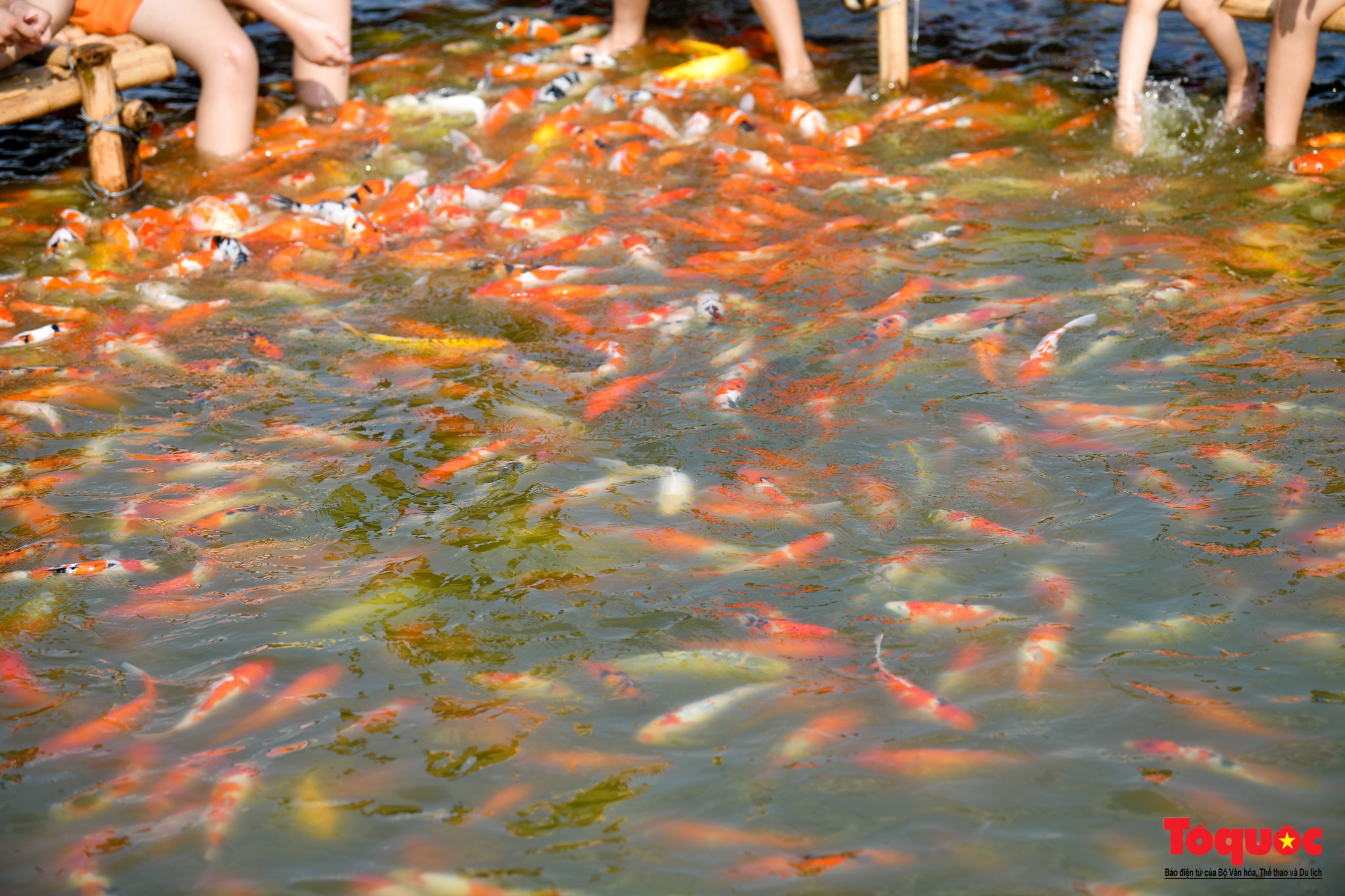 Người dân thủ đô thích thú với đàn cá Koi đủ màu sắc trên Đầm Đông - Ảnh 8.