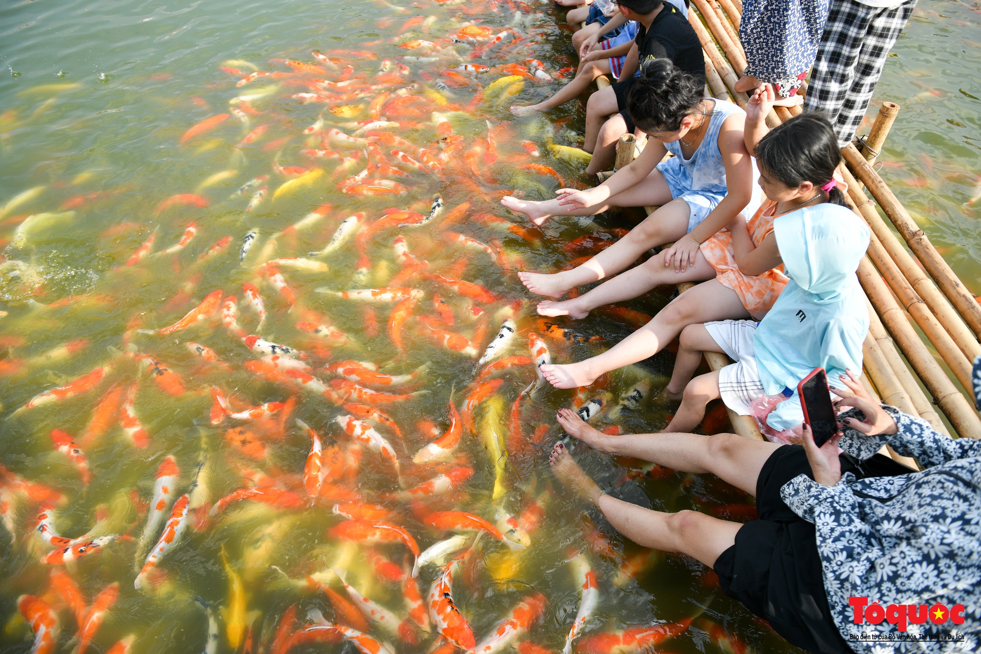 Người dân thủ đô thích thú với đàn cá Koi đủ màu sắc trên Đầm Đông - Ảnh 7.