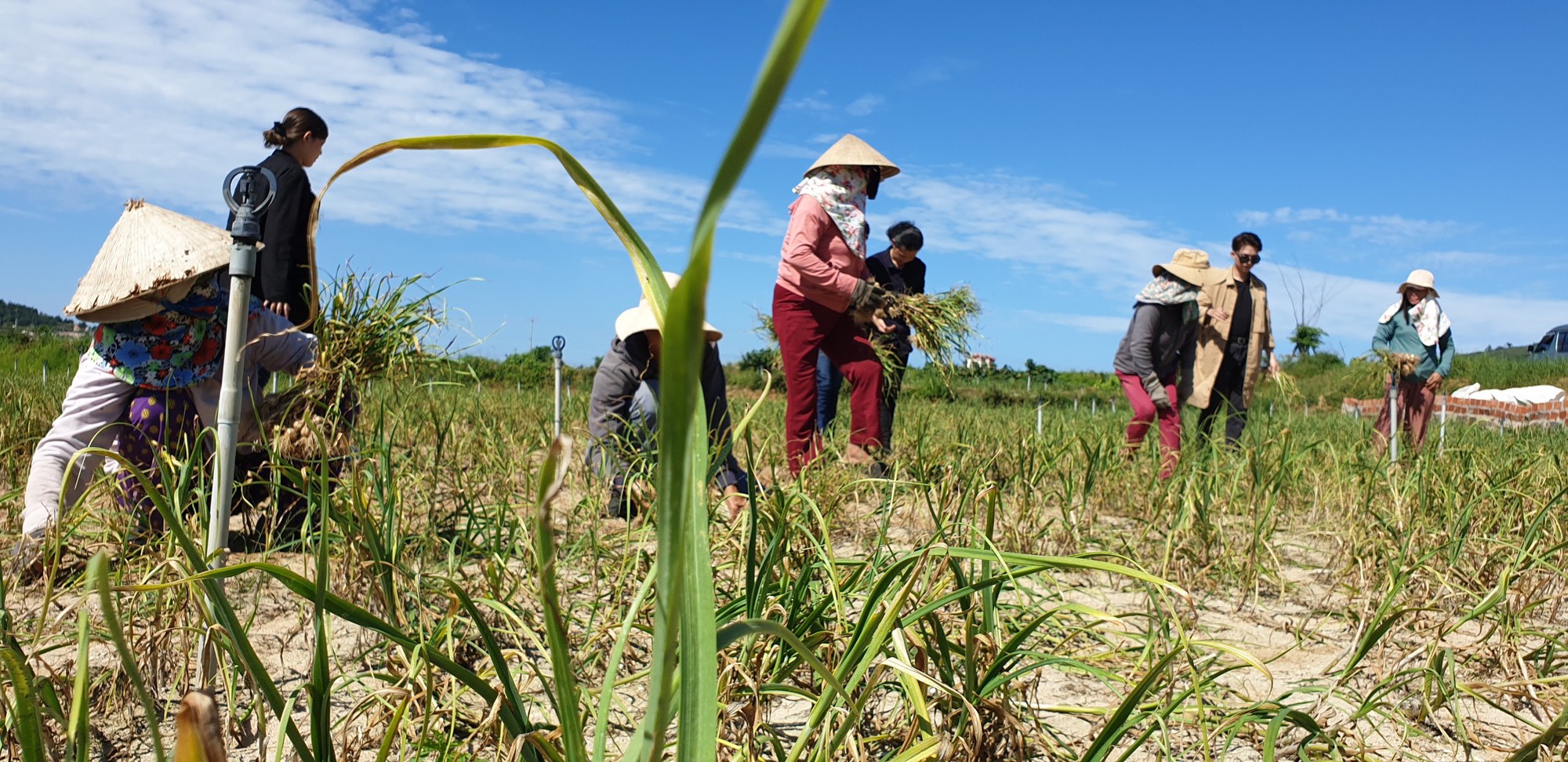 Người dân Lý Sơn sống nhờ cây tỏi