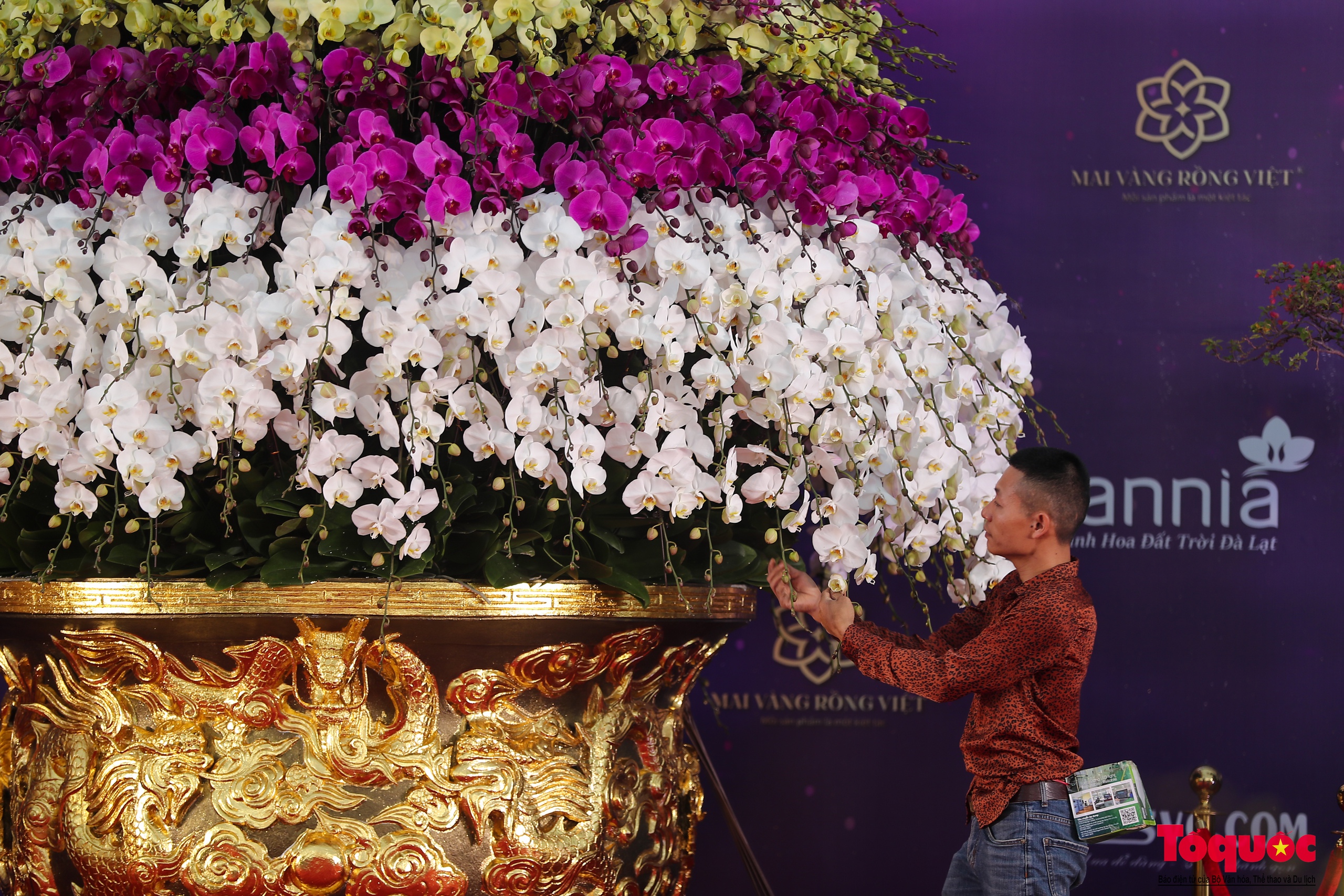 Hà Nội: Chậu lan hồ điệp khổng lồ dát vàng được chào bán gần 4 tỷ đồng - Ảnh 3.
