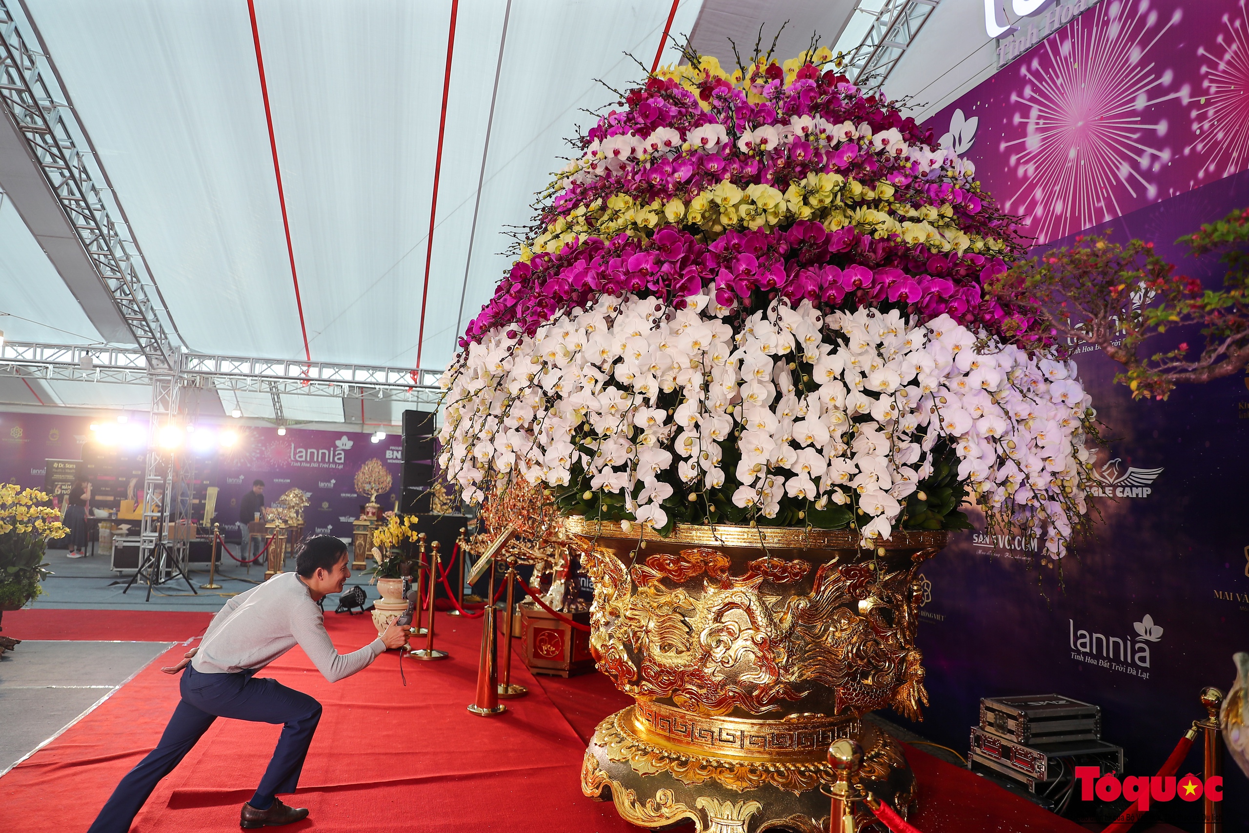 Hà Nội: Chậu lan hồ điệp khổng lồ dát vàng được chào bán gần 4 tỷ đồng - Ảnh 4.