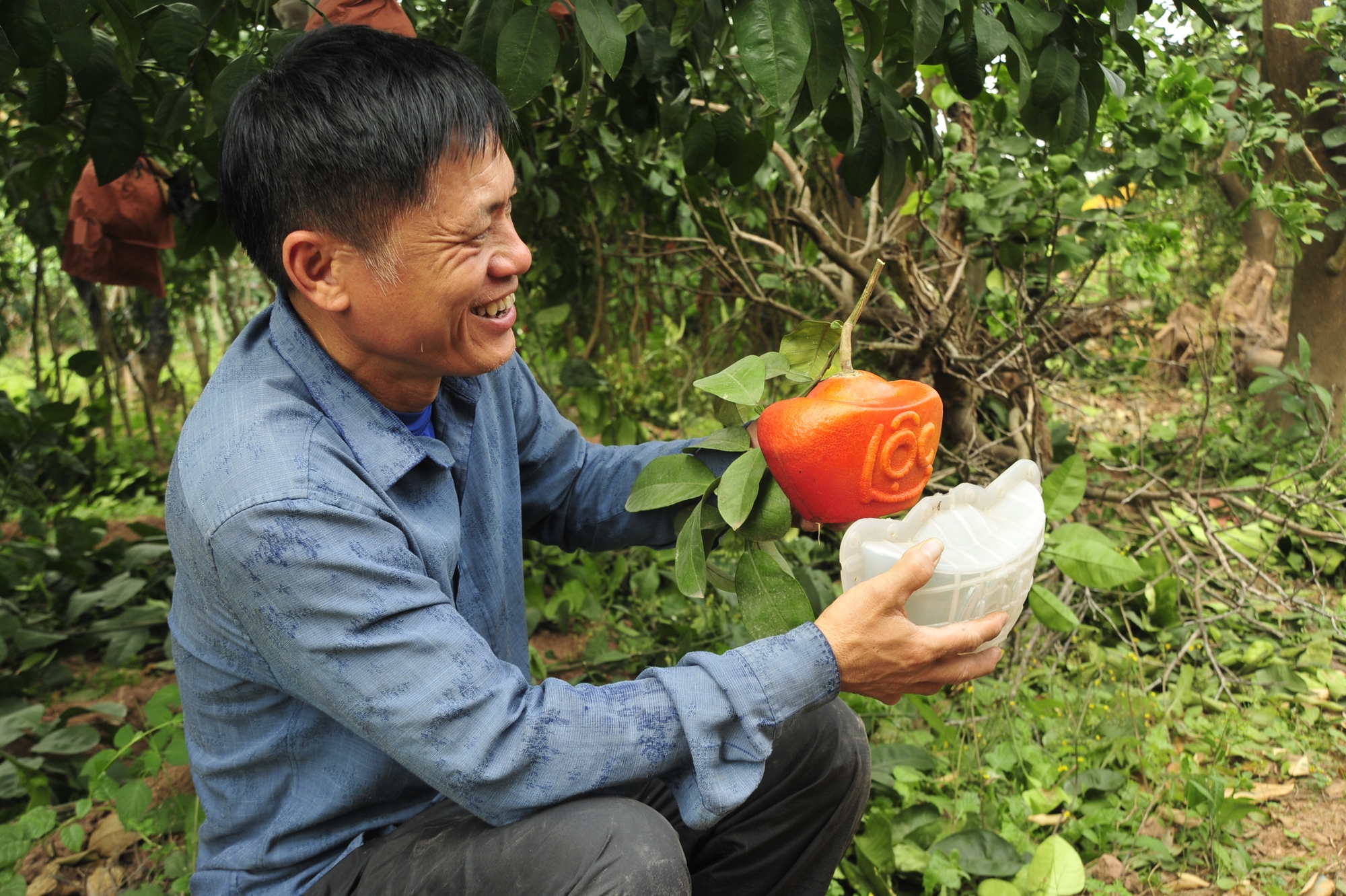 Người nông dân chia sẻ bí quyết tạo hình chữ Tài - Lộc trên quả bưởi &quot;tiến vua&quot; - Ảnh 6.