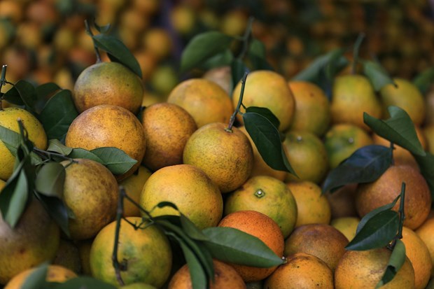 1 loại quả có vị ngọt là “nữ hoàng vitamin C”, hạ đường huyết cực hiệu quả : Chợ Việt đang vào mùa - Ảnh 2.