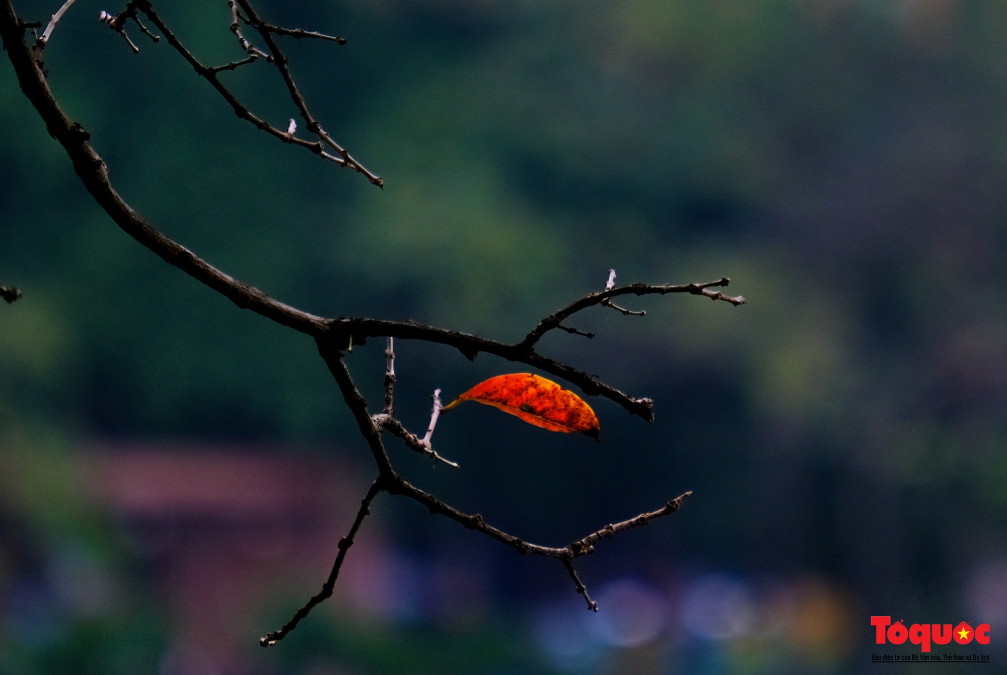 Có một Hà Nội đẹp lạ, lãng mạn mùa cây bàng lá đỏ - Ảnh 17.