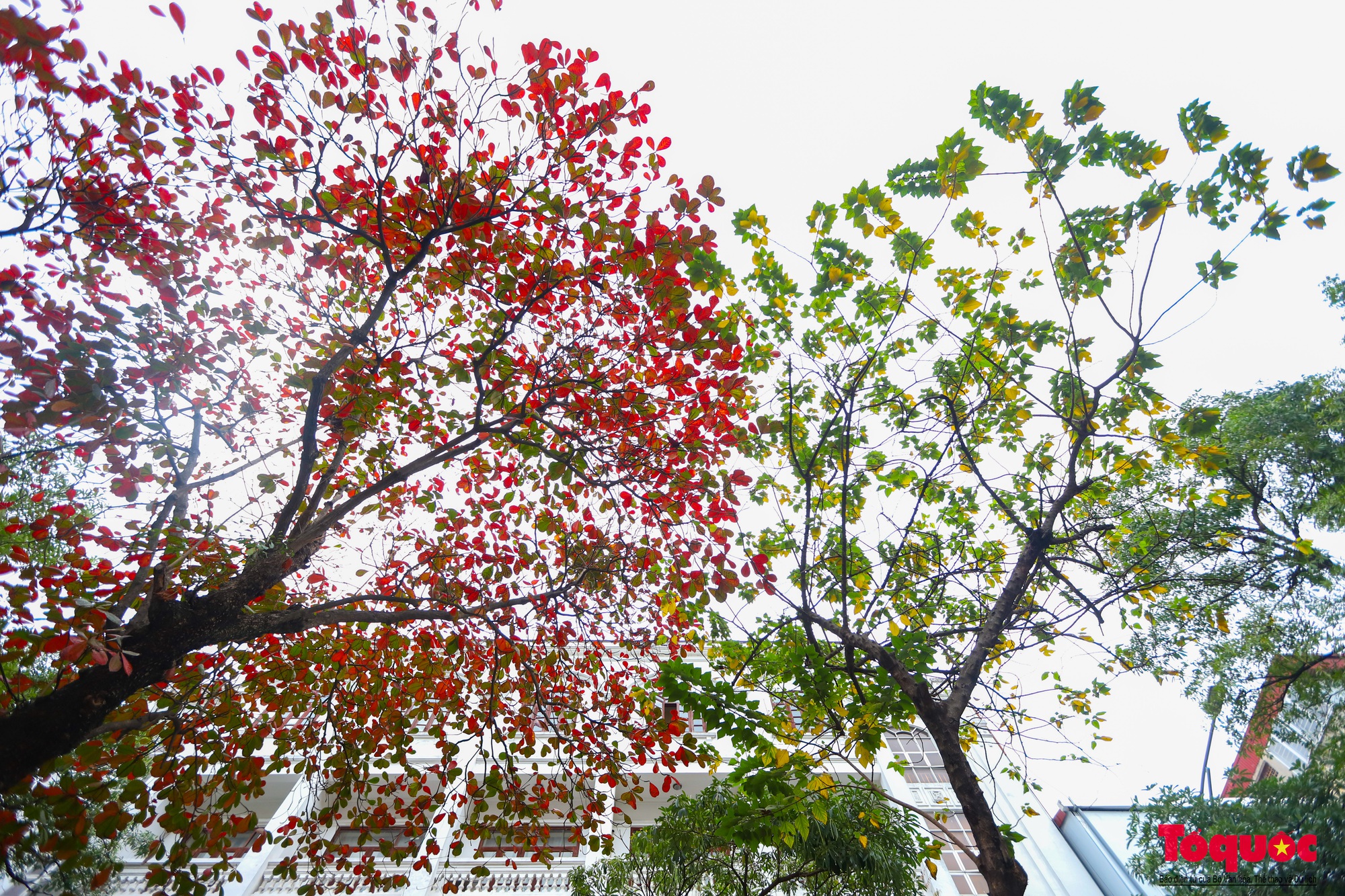 Có một Hà Nội đẹp lạ, lãng mạn mùa cây bàng lá đỏ - Ảnh 2.