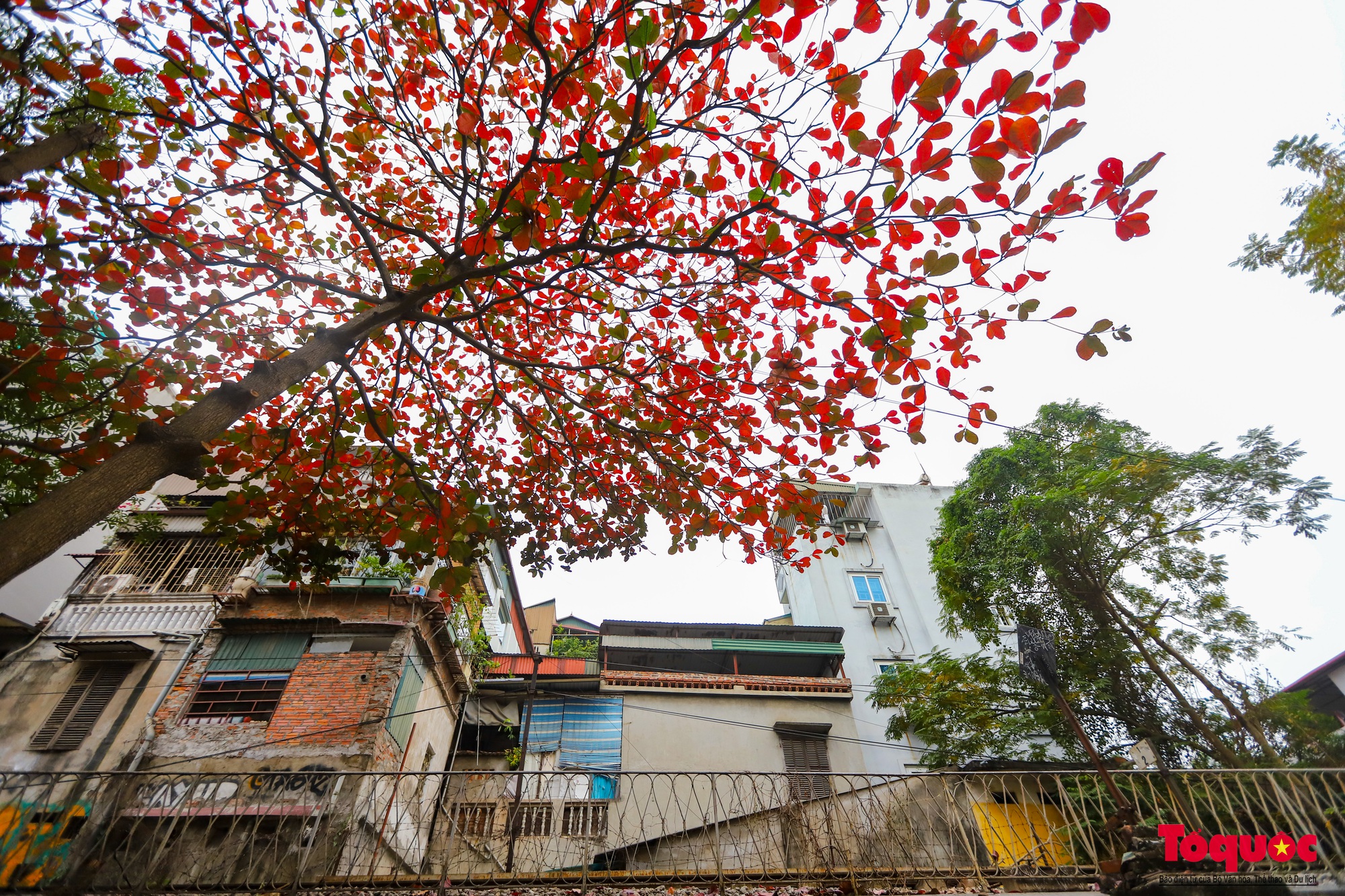 Có một Hà Nội đẹp lạ, lãng mạn mùa cây bàng lá đỏ - Ảnh 3.