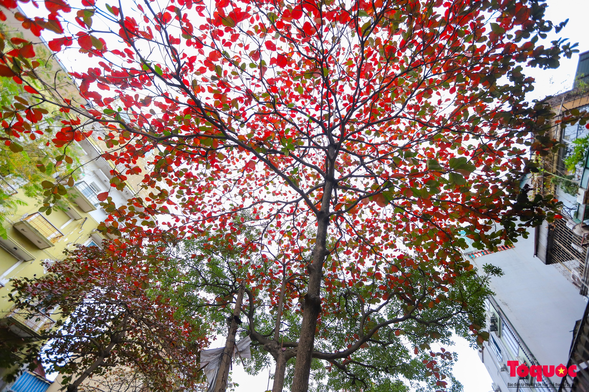 Có một Hà Nội đẹp lạ, lãng mạn mùa cây bàng lá đỏ - Ảnh 11.
