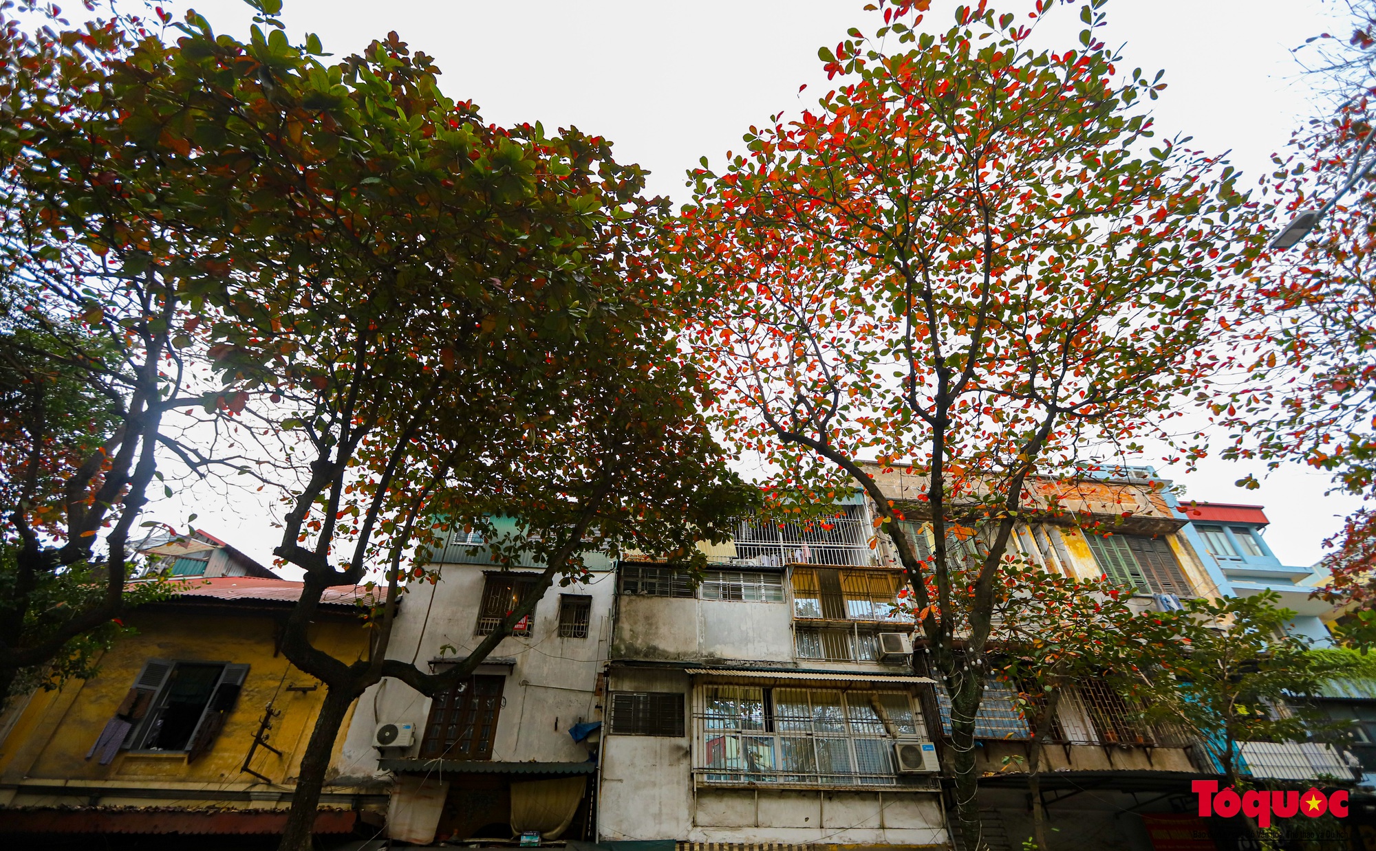Có một Hà Nội đẹp lạ, lãng mạn mùa cây bàng lá đỏ - Ảnh 7.