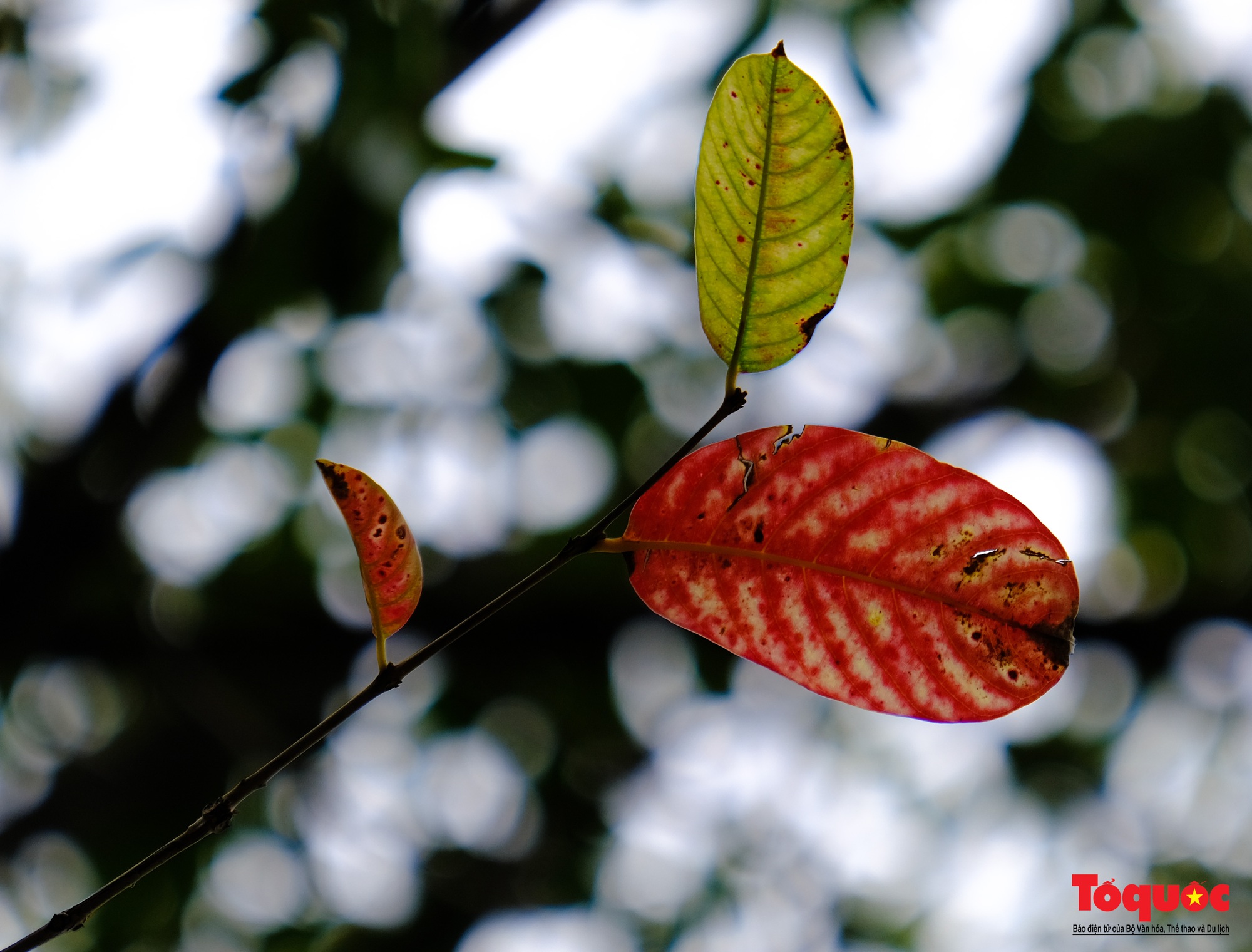 Có một Hà Nội đẹp lạ, lãng mạn mùa cây bàng lá đỏ - Ảnh 4.