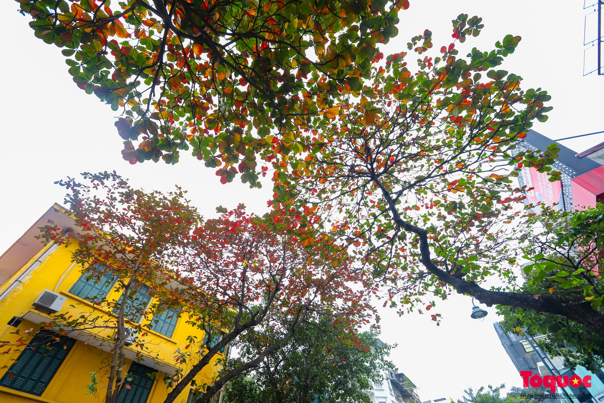 Có một Hà Nội đẹp lạ, lãng mạn mùa cây bàng lá đỏ - Ảnh 13.