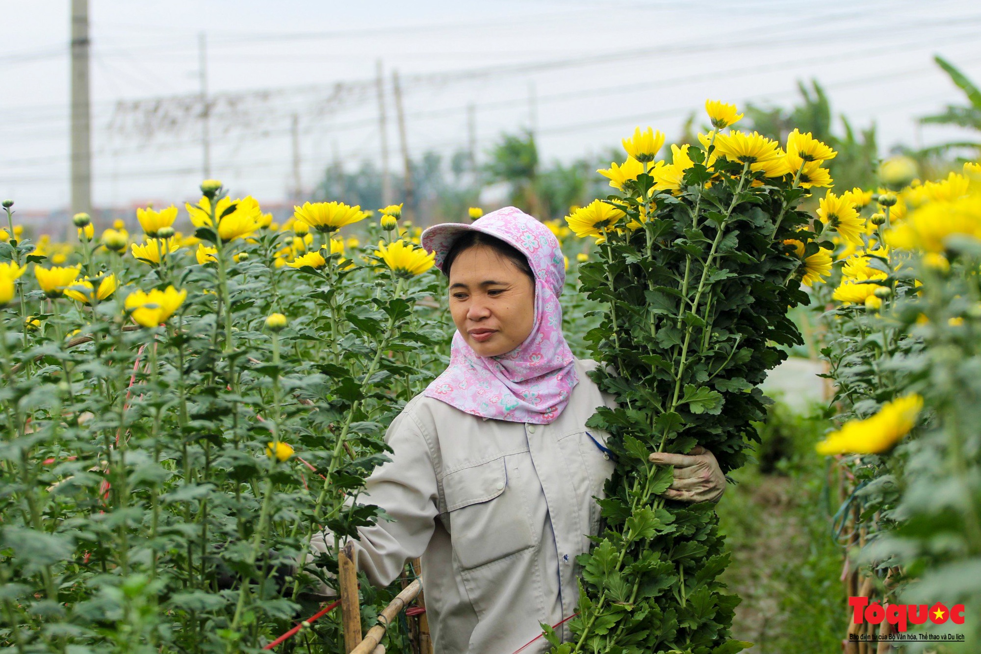 Thủ phủ hoa Mê Linh tất bật vào vụ Tết - Ảnh 13.