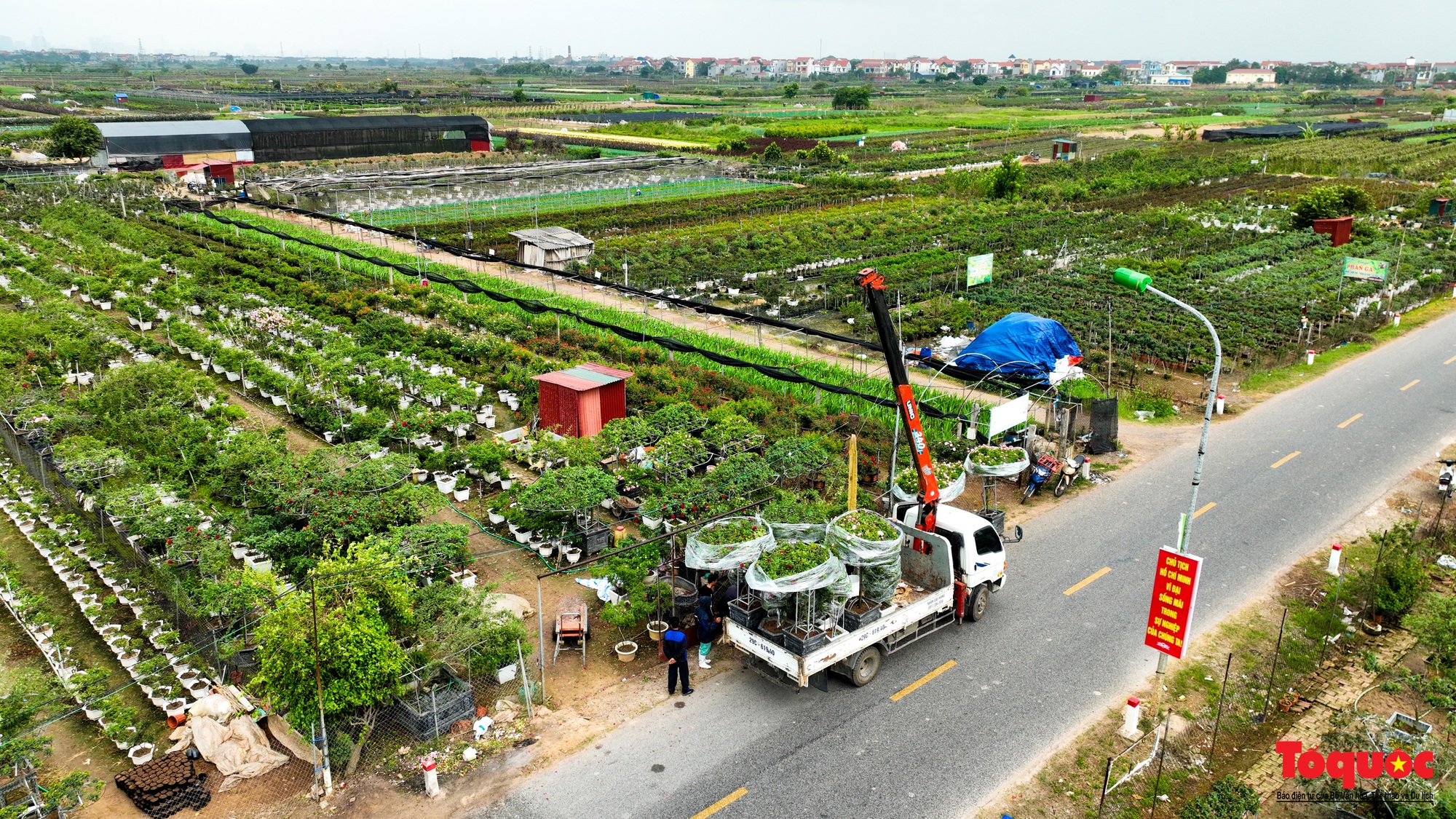 Thủ phủ hoa Mê Linh tất bật vào vụ Tết - Ảnh 10.