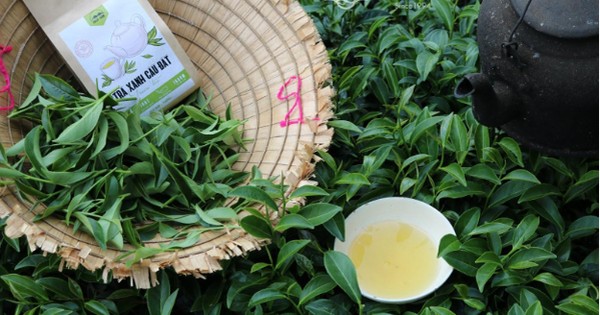 Lên Cầu Đất nghe chuyện làm trà, ngắm nhìn vẻ đẹp của mô hình "from farm to cup"