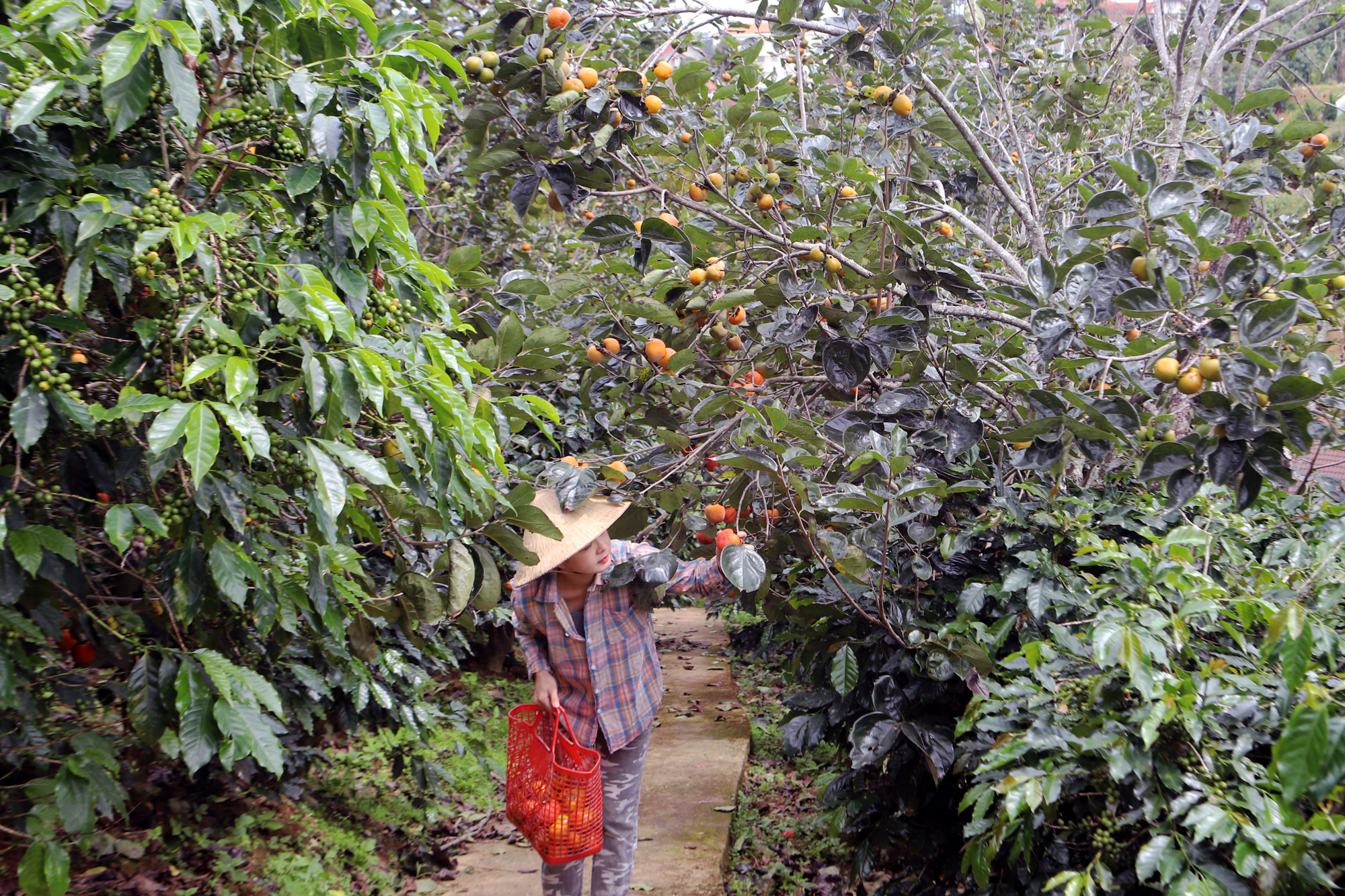 Người dân hưởng lợi từ việc phát triển các mô hình du lịch canh nông - Ảnh 2. Người dân hưởng lợi từ việc phát triển các mô hình du lịch canh nông - Ảnh 2.