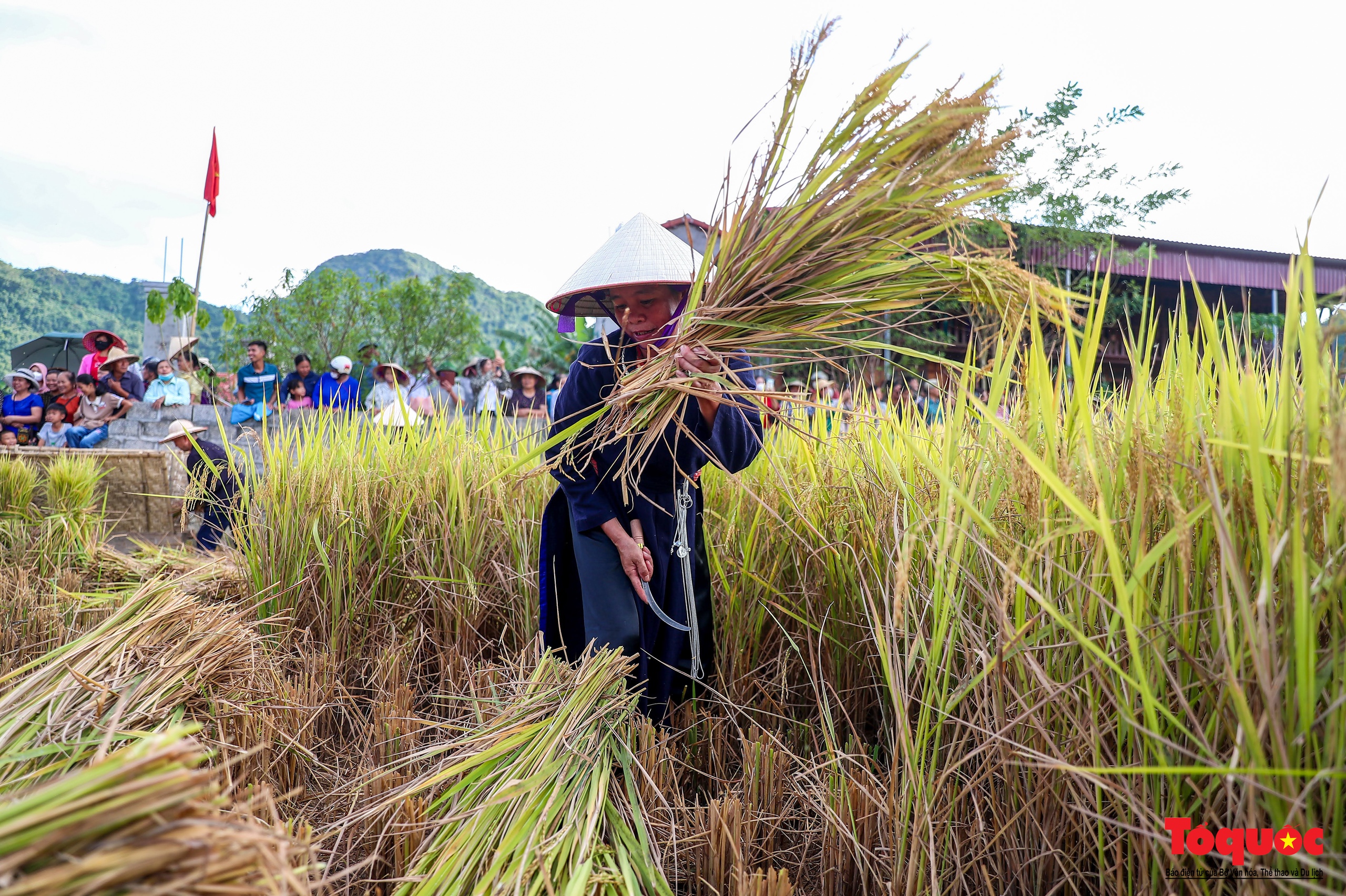 Lên Bắc Sơn xem đồng bào Tày thi gặt lúa bằng công cụ thô sơ - Ảnh 5.