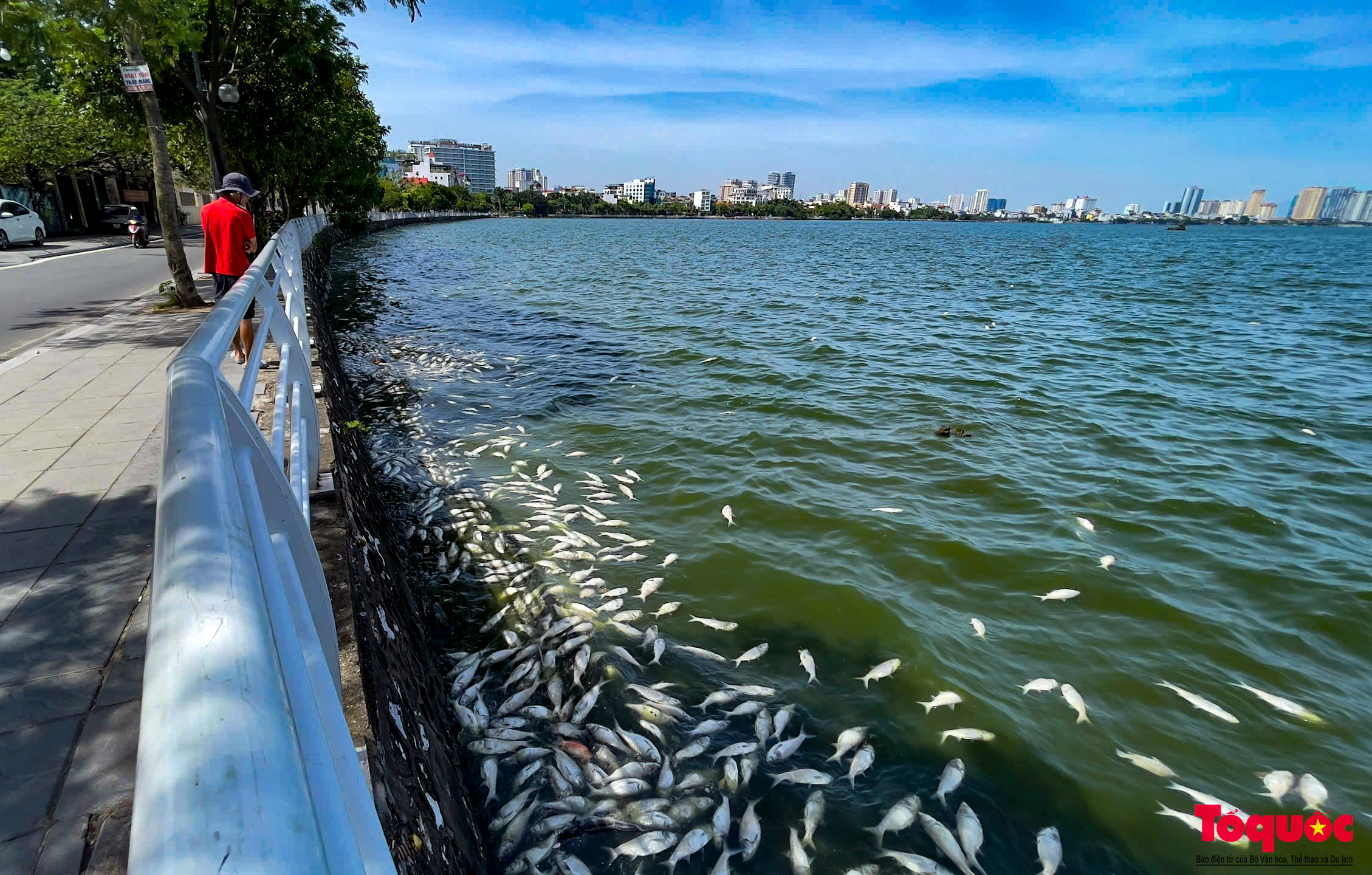 Người dân Thủ đô &quot;không thở nổi&quot; vì mùi hôi thối do cá chết trắng tại Hồ Tây - Ảnh 2.