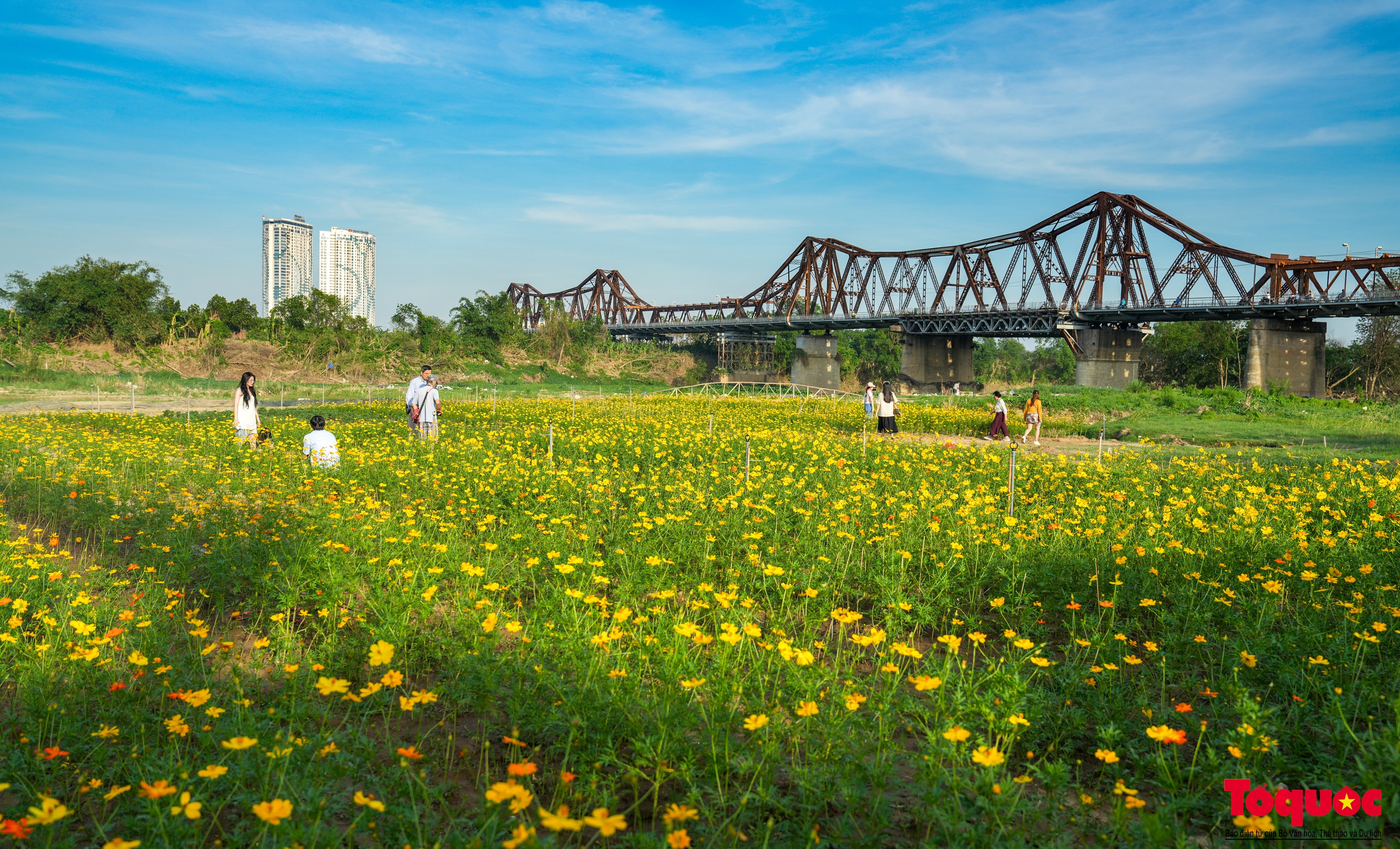 Lạc giữa cánh đồng hoa cúc vàng tuyệt đẹp dưới chân cầu Long Biên - Ảnh 2.