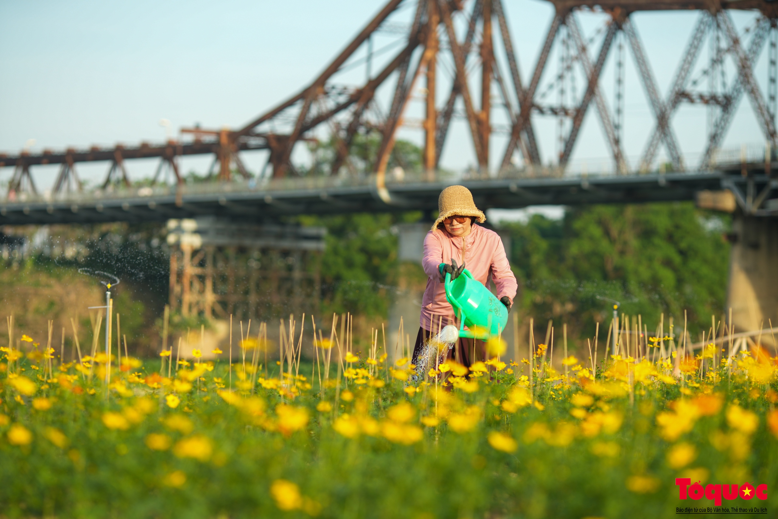 Lạc giữa cánh đồng hoa cúc vàng tuyệt đẹp dưới chân cầu Long Biên - Ảnh 4.