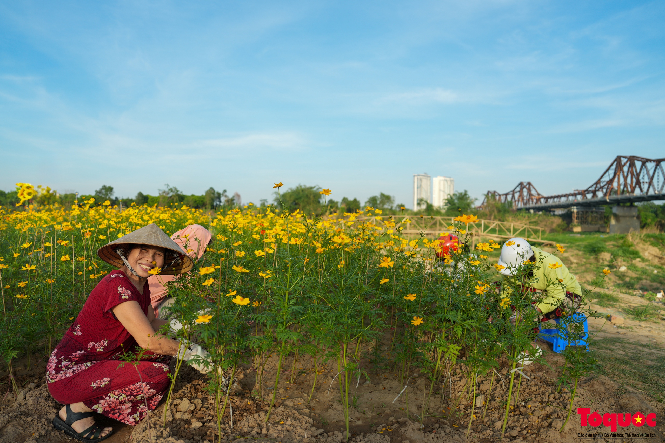 Lạc giữa cánh đồng hoa cúc vàng tuyệt đẹp dưới chân cầu Long Biên - Ảnh 3.