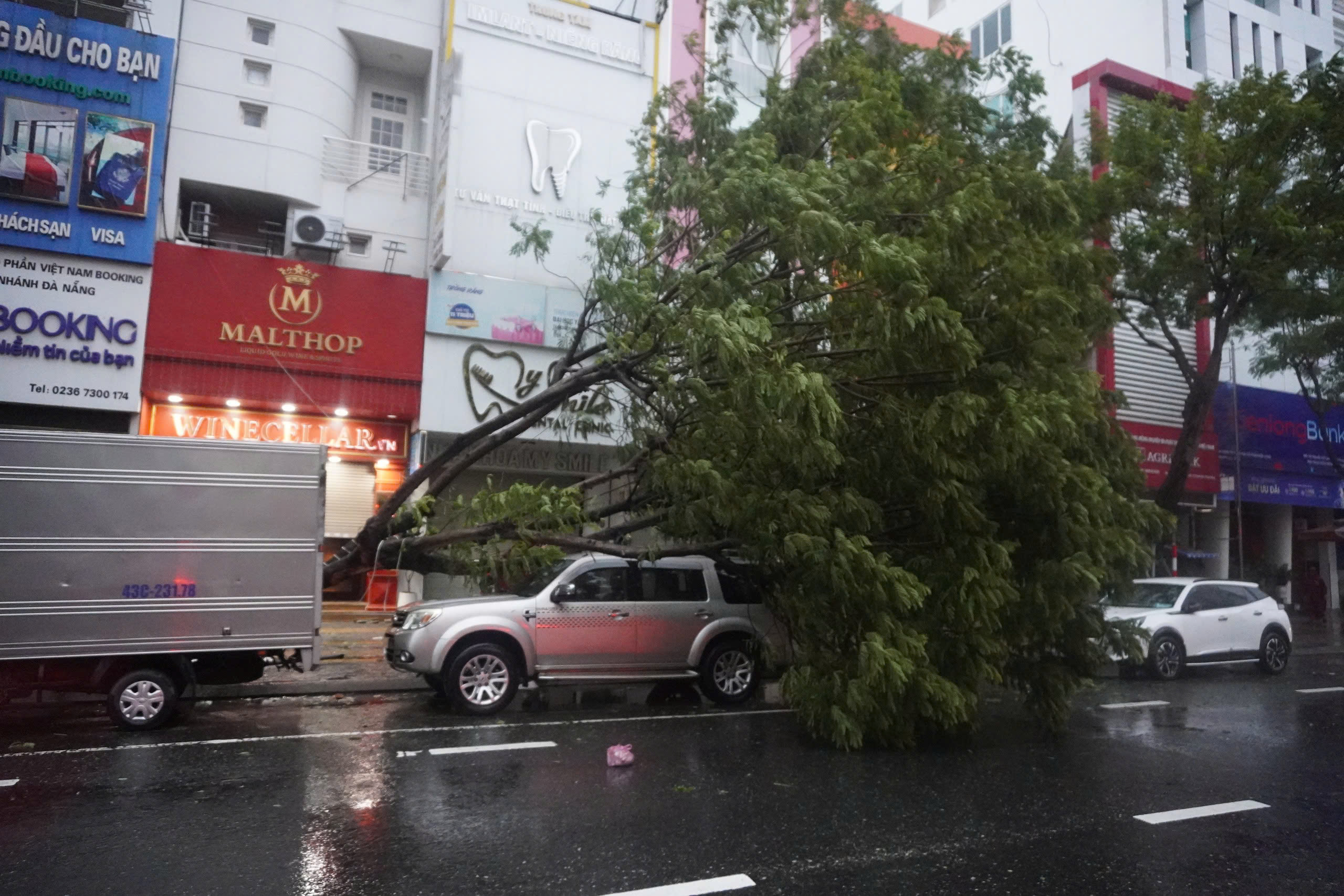 Bão Trà Mi: Nhiều cây xanh ngã đổ đè ô tô ở Đà Nẵng - Ảnh 2.