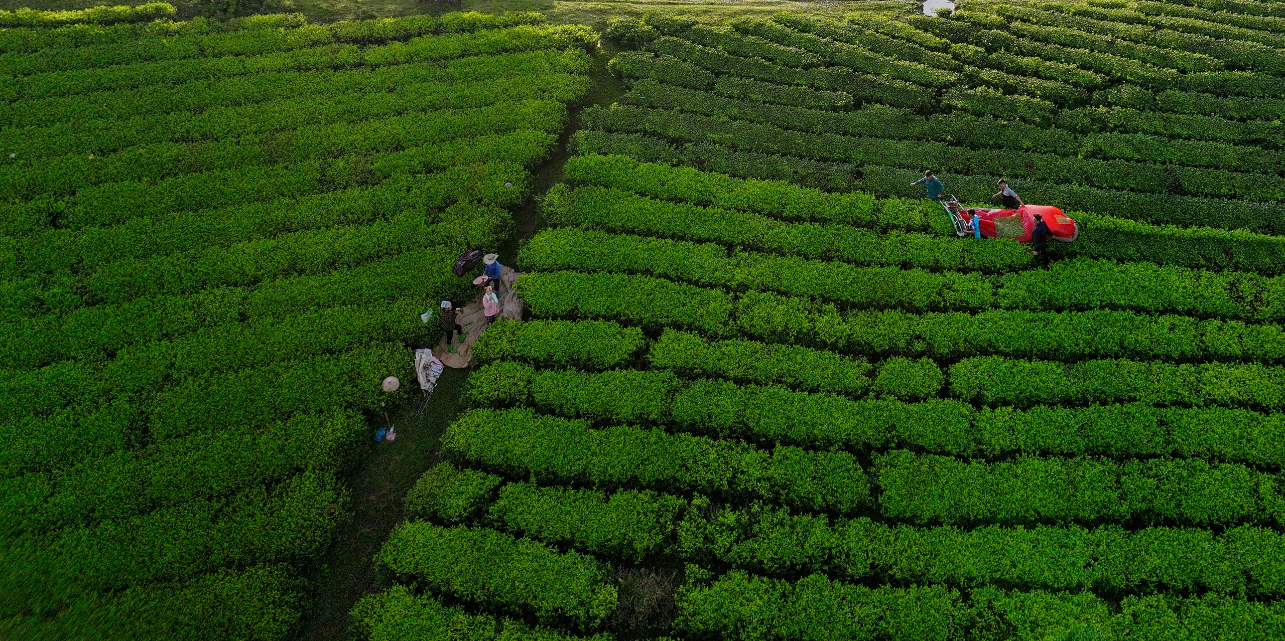 Ngỡ ngàng Long Cốc mùa đẹp nhất trong năm - Ảnh 10.