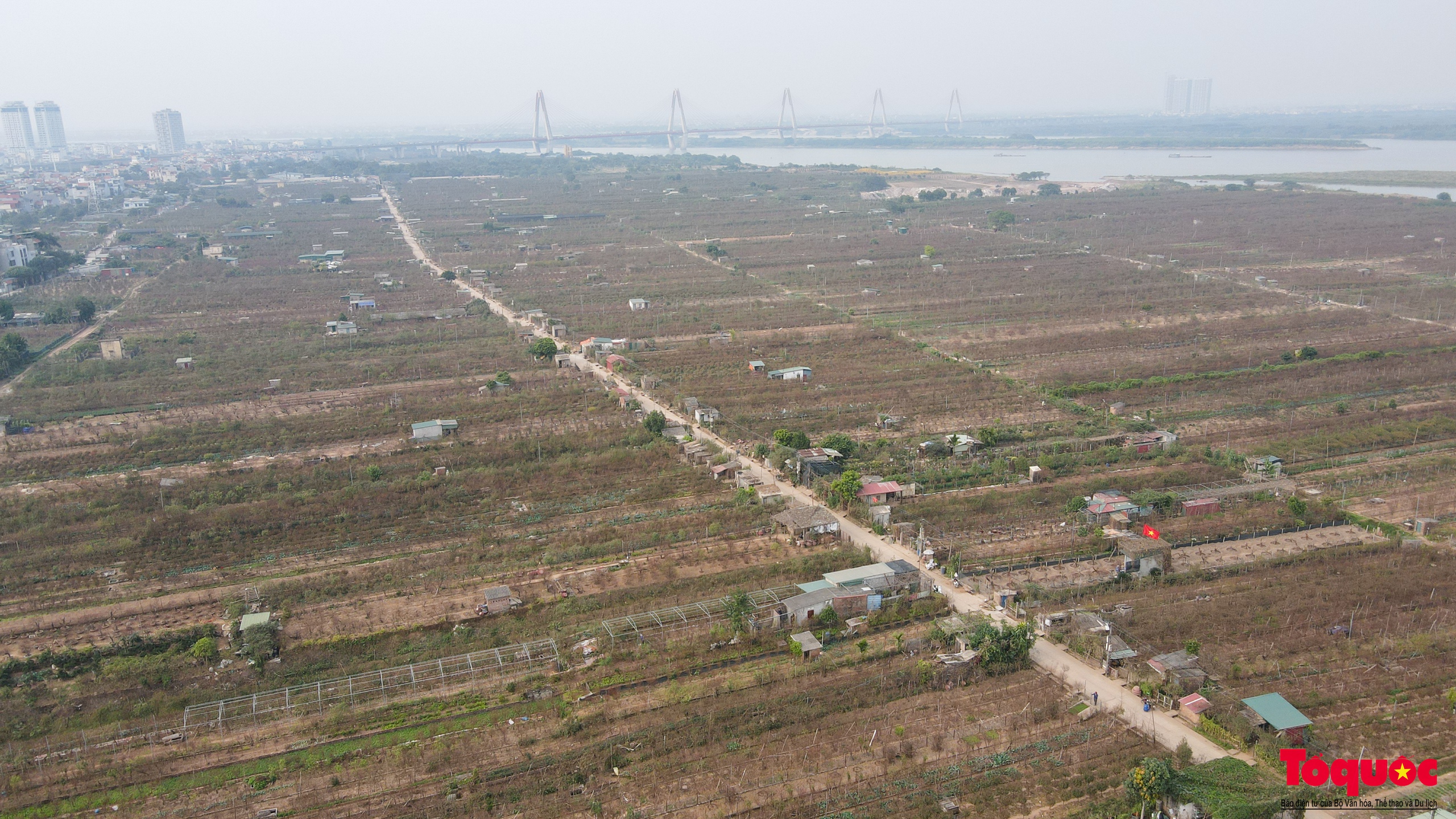 Hà Nội: Người dân làng đào tất bật tuốt lá, dưỡng nụ chuẩn bị đón Tết Nguyên Đán - Ảnh 1.