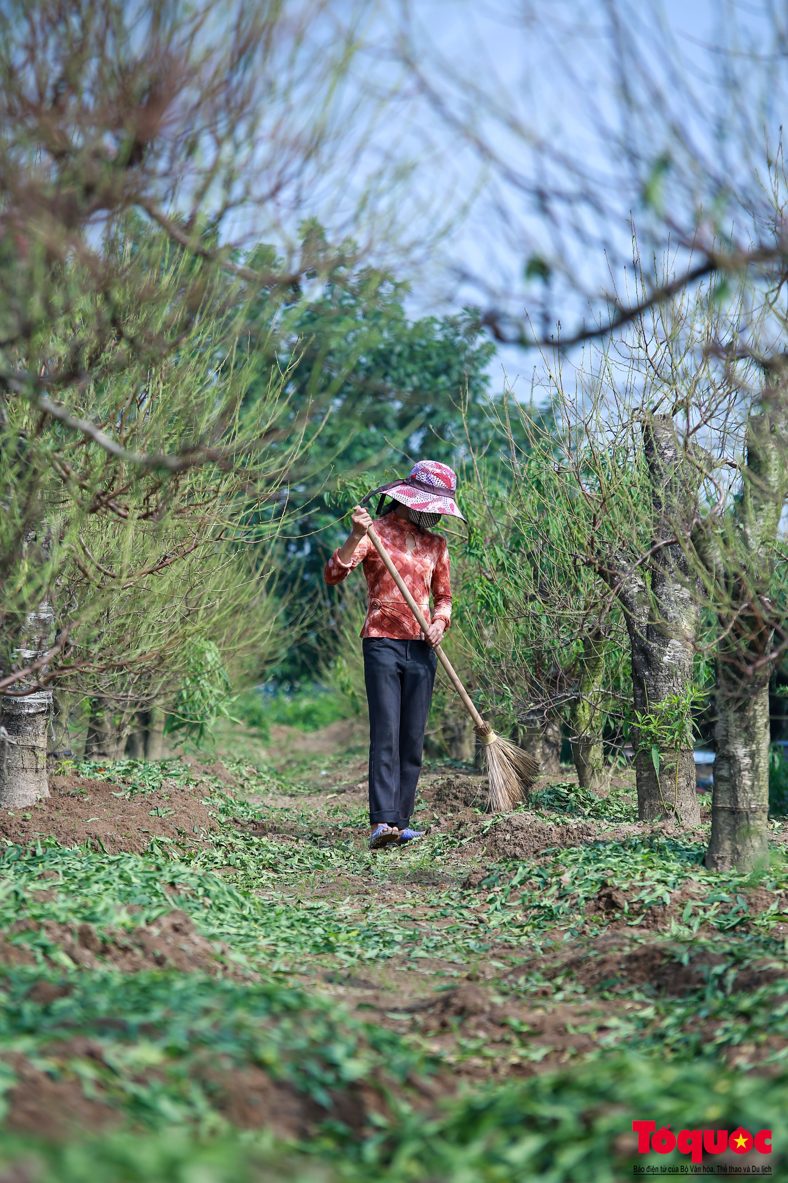 Hà Nội: Người dân làng đào tất bật tuốt lá, dưỡng nụ chuẩn bị đón Tết Nguyên Đán - Ảnh 15.