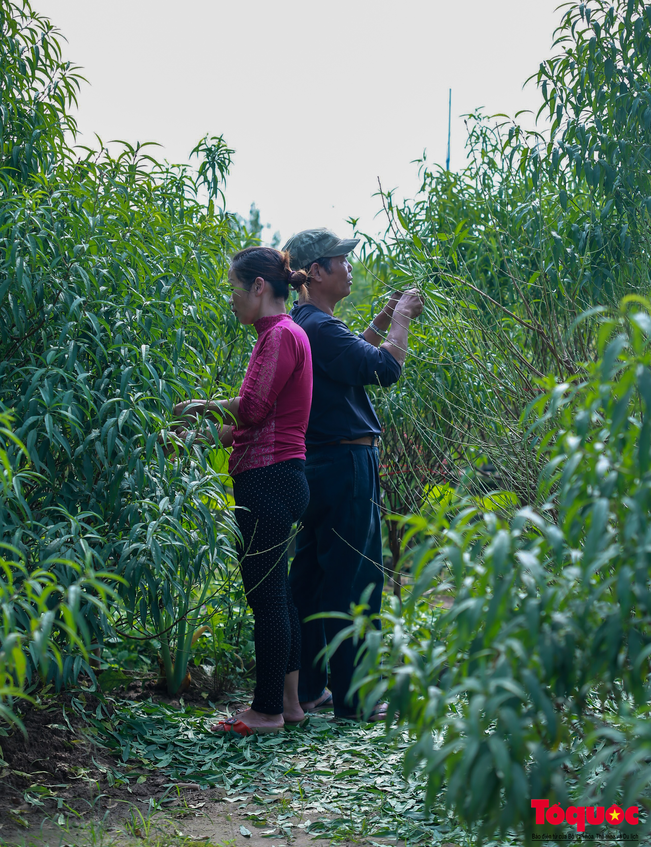 Hà Nội: Người dân làng đào tất bật tuốt lá, dưỡng nụ chuẩn bị đón Tết Nguyên Đán - Ảnh 6.