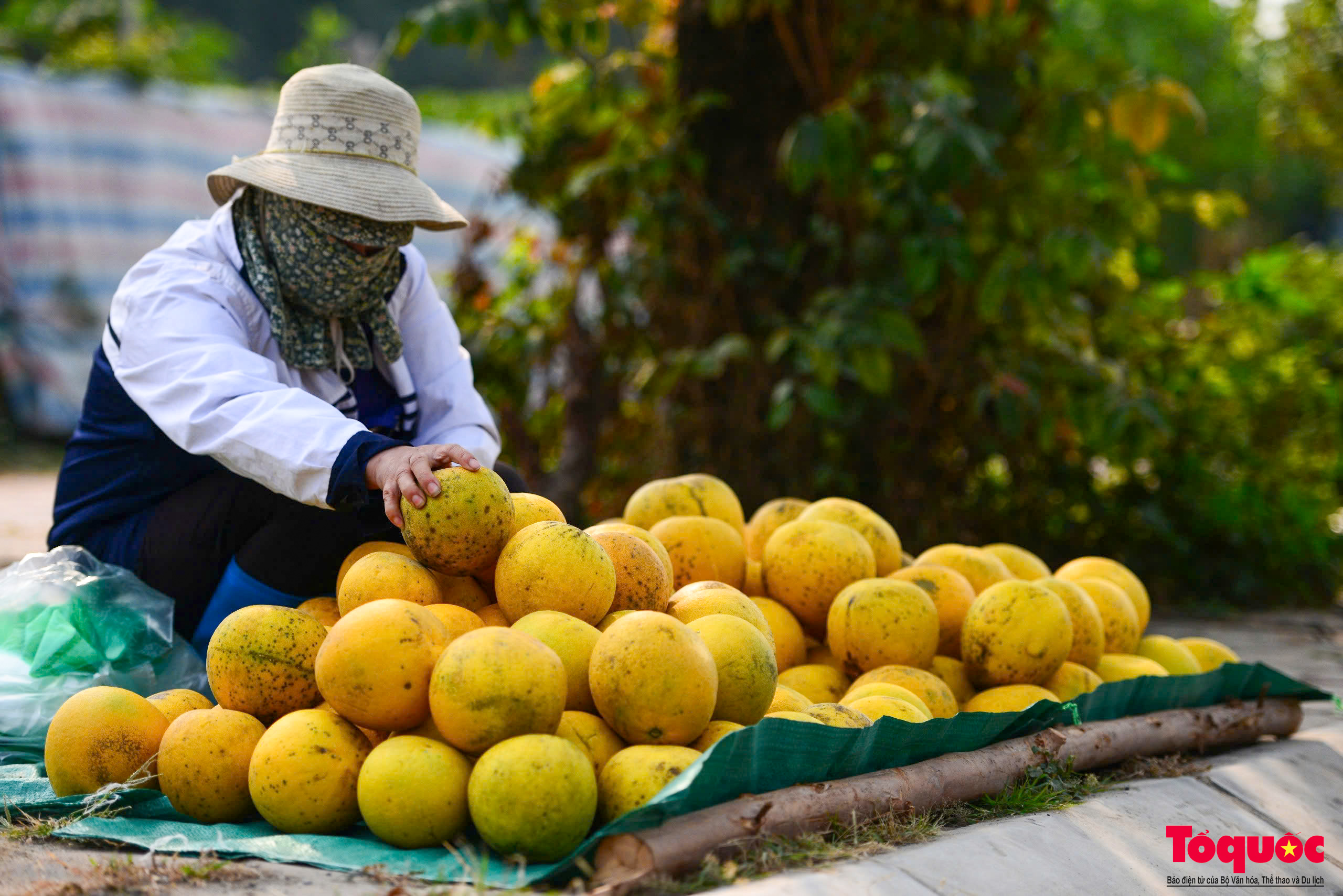 Hà Nội: Bưởi Diễn chín vàng sẵn sàng đón Tết - Ảnh 11.