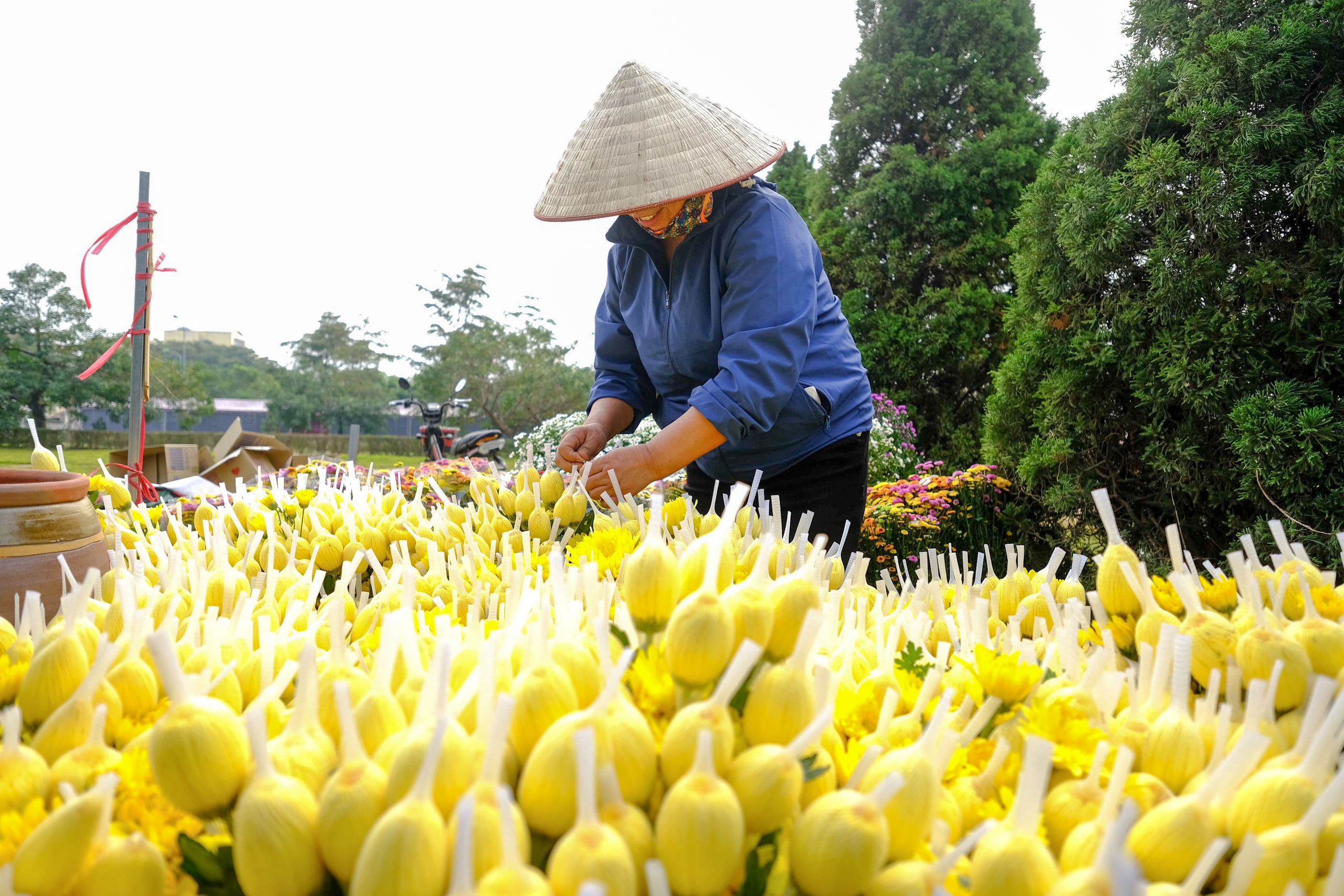 Mê Linh sẵn sàng cho lễ hội hoa lớn nhất miền Bắc - Ảnh 16. Mê Linh sẵn sàng cho lễ hội hoa lớn nhất miền Bắc - Ảnh 16.