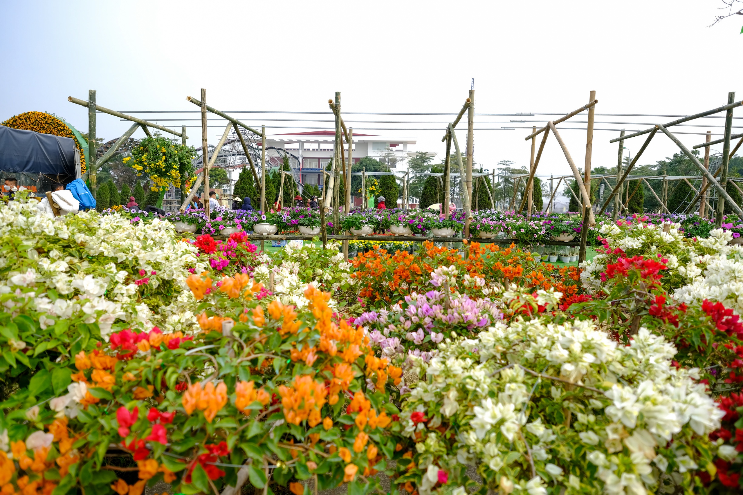 Mê Linh sẵn sàng cho lễ hội hoa lớn nhất miền Bắc - Ảnh 15. Mê Linh sẵn sàng cho lễ hội hoa lớn nhất miền Bắc - Ảnh 15.