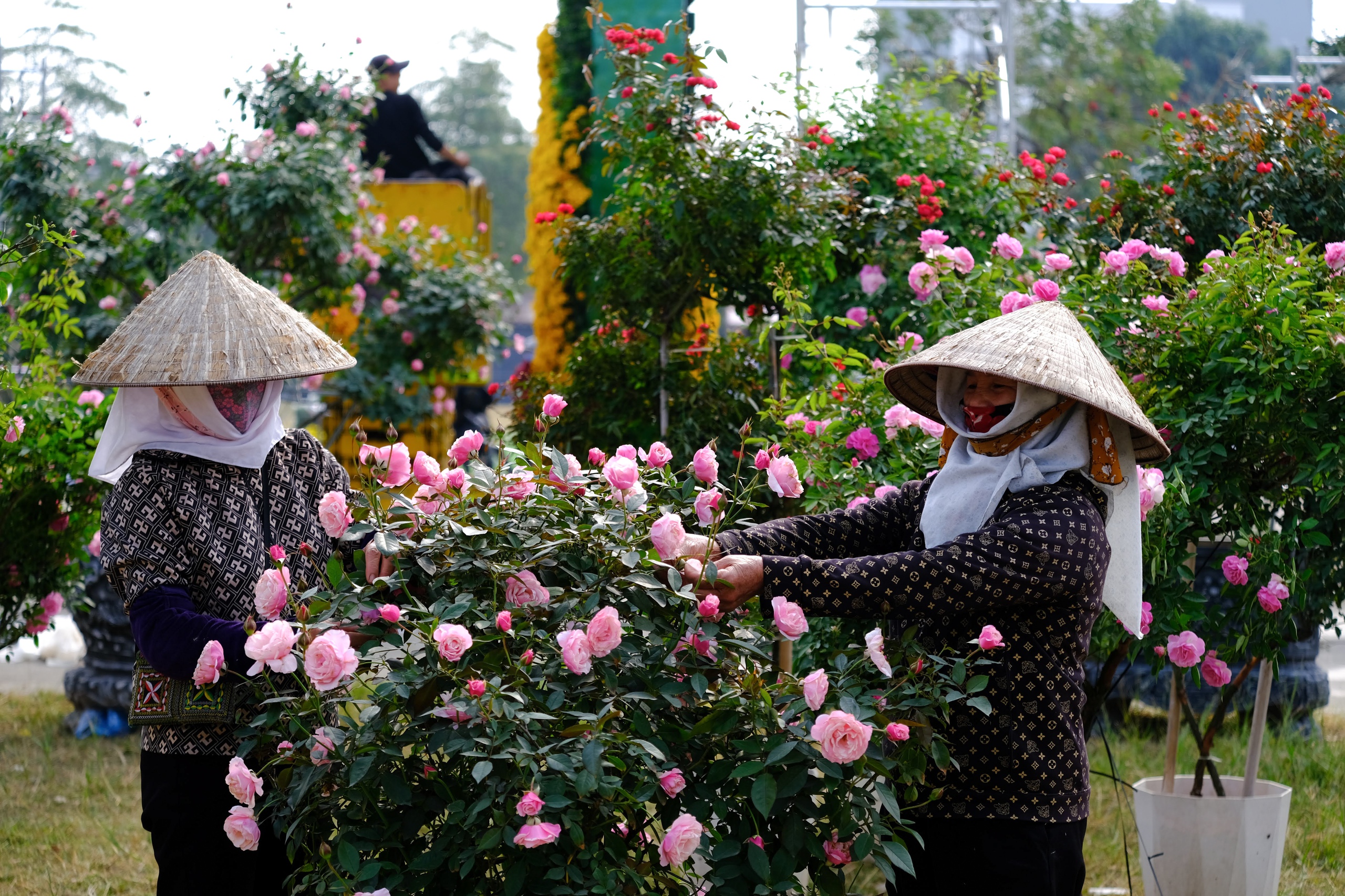 Mê Linh sẵn sàng cho lễ hội hoa lớn nhất miền Bắc - Ảnh 4.