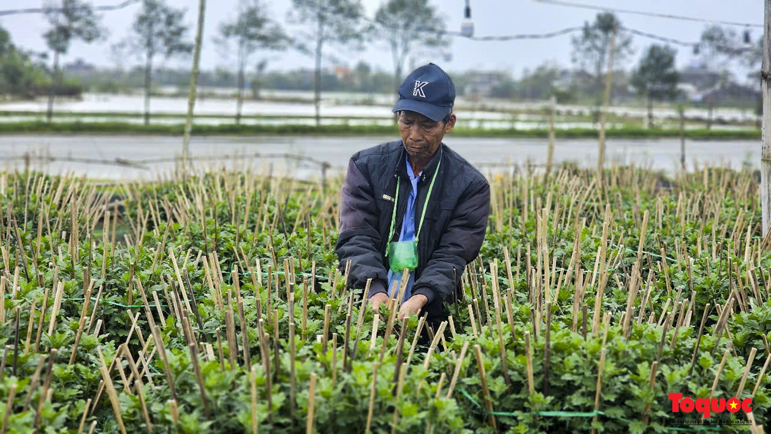 Thời tiết thuận lợi, người dân Thừa Thiên Huế kỳ vọng &quot;thắng lớn&quot; trong vụ hoa Tết - Ảnh 3.