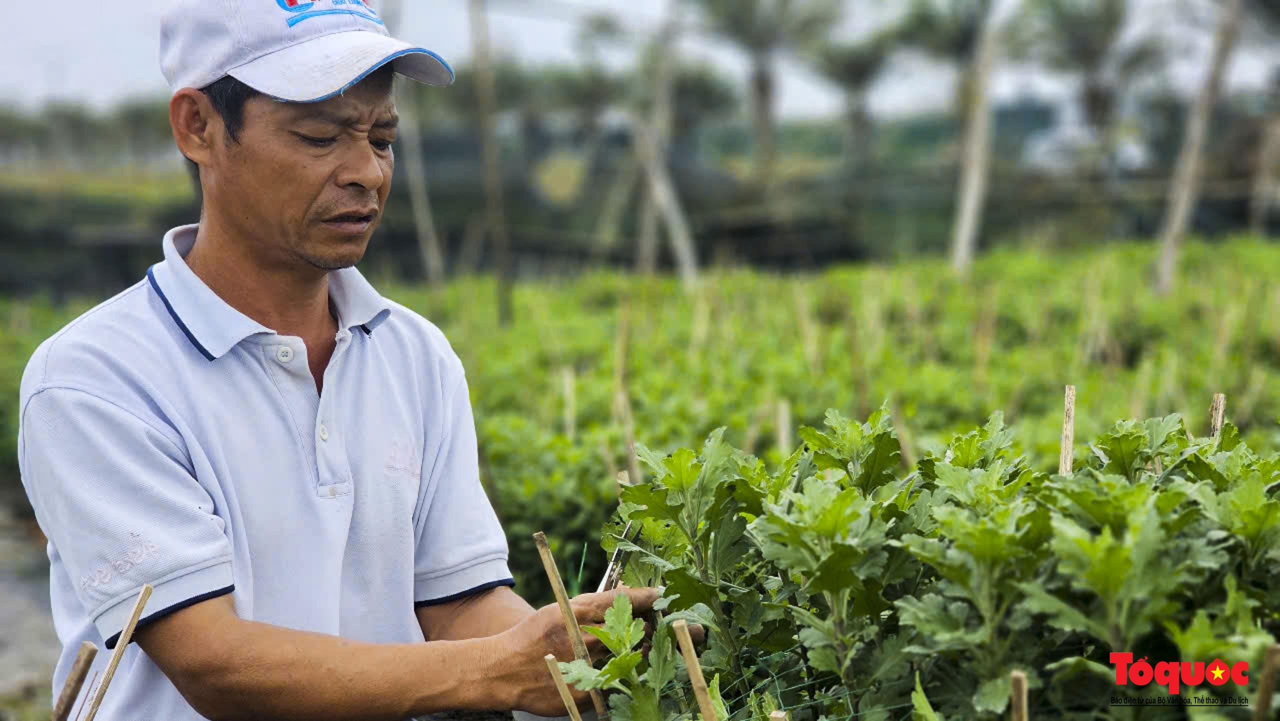 Thời tiết thuận lợi, người dân Thừa Thiên Huế kỳ vọng &quot;thắng lớn&quot; trong vụ hoa Tết - Ảnh 9.