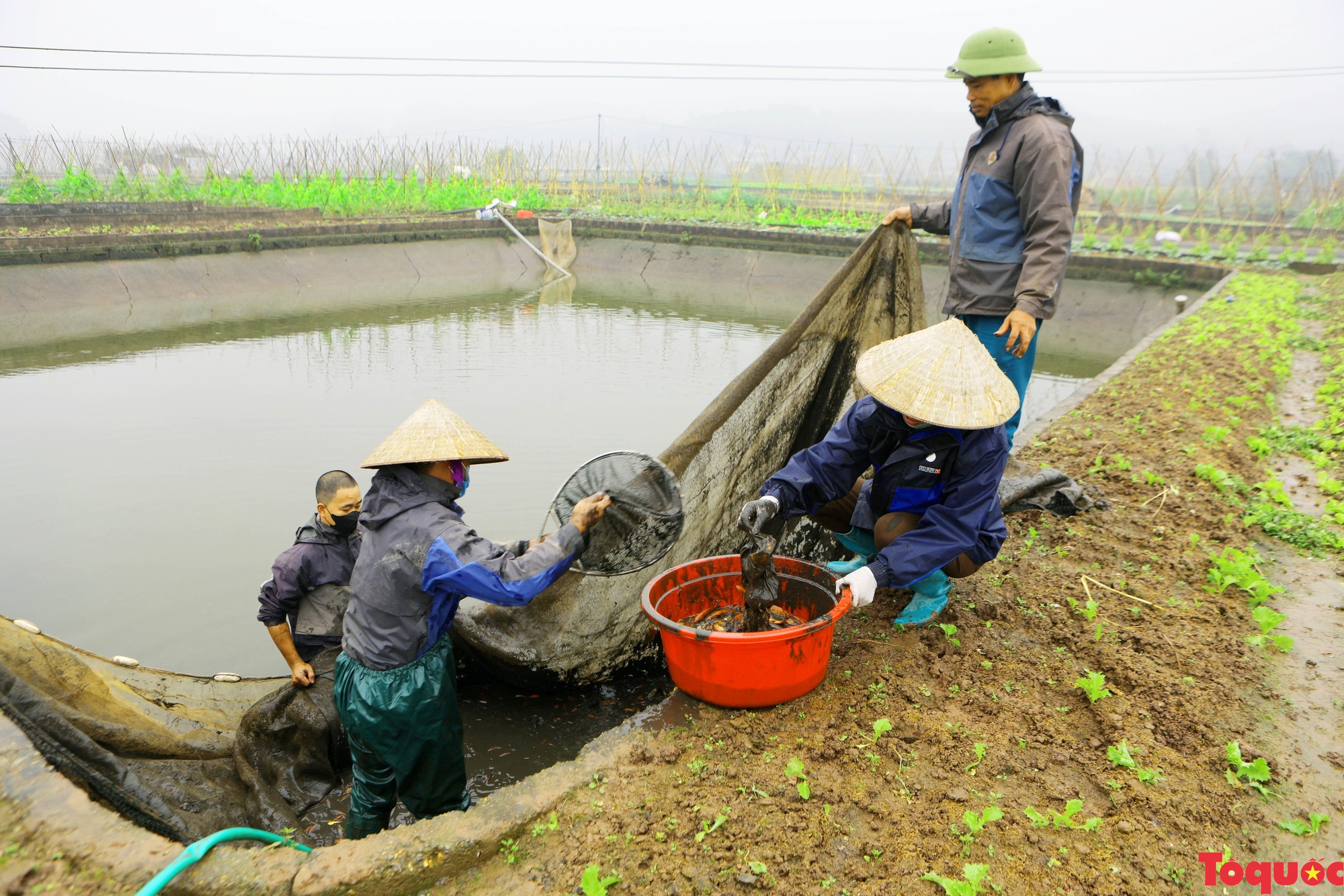 Làng cá chép đỏ Thủy Trầm nhộn nhịp trước ngày Tết ông Công ông Táo - Ảnh 3.