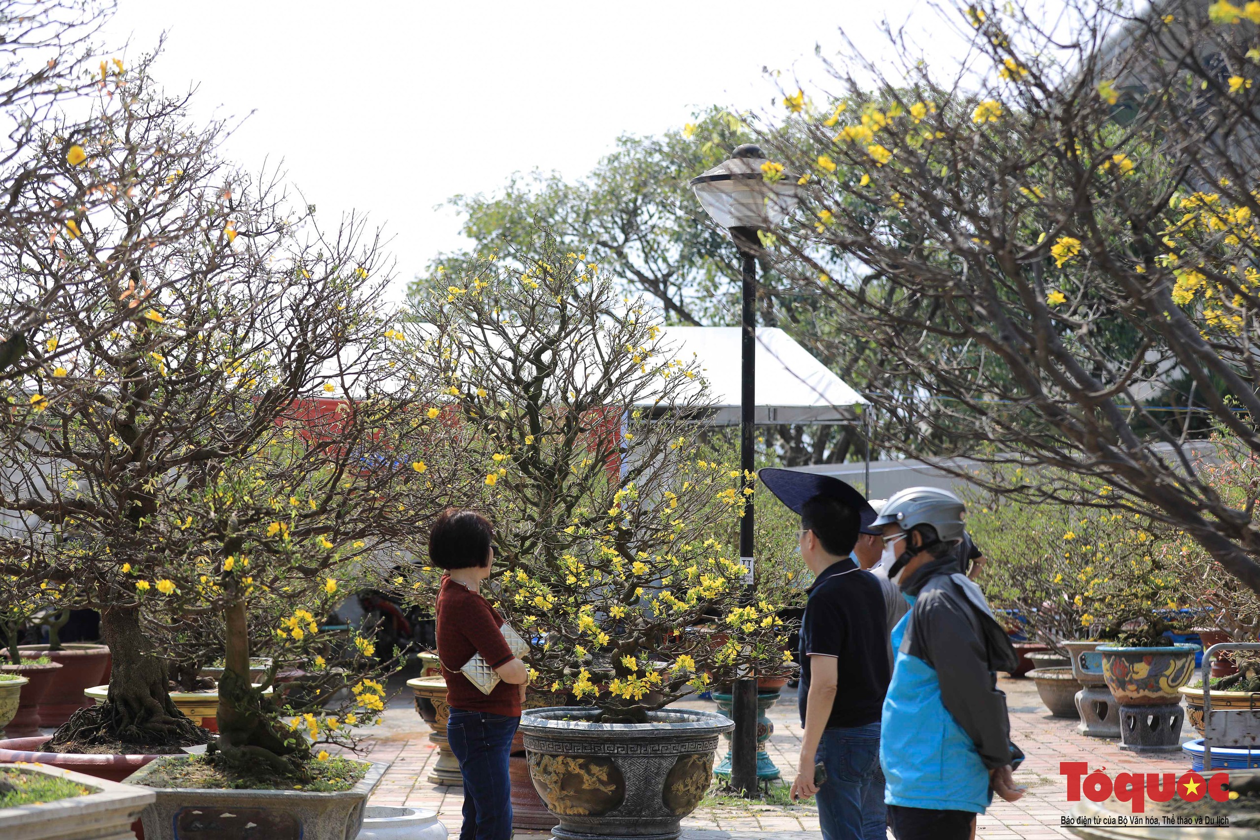 Ngắm nhiều cây cảnh đẹp tại chợ hoa Tết Đà Nẵng  - Ảnh 10.