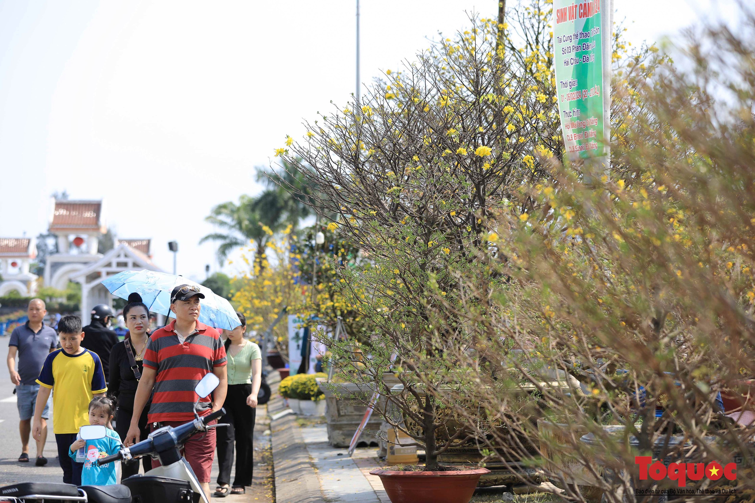 Ngắm nhiều cây cảnh đẹp tại chợ hoa Tết Đà Nẵng  - Ảnh 9.