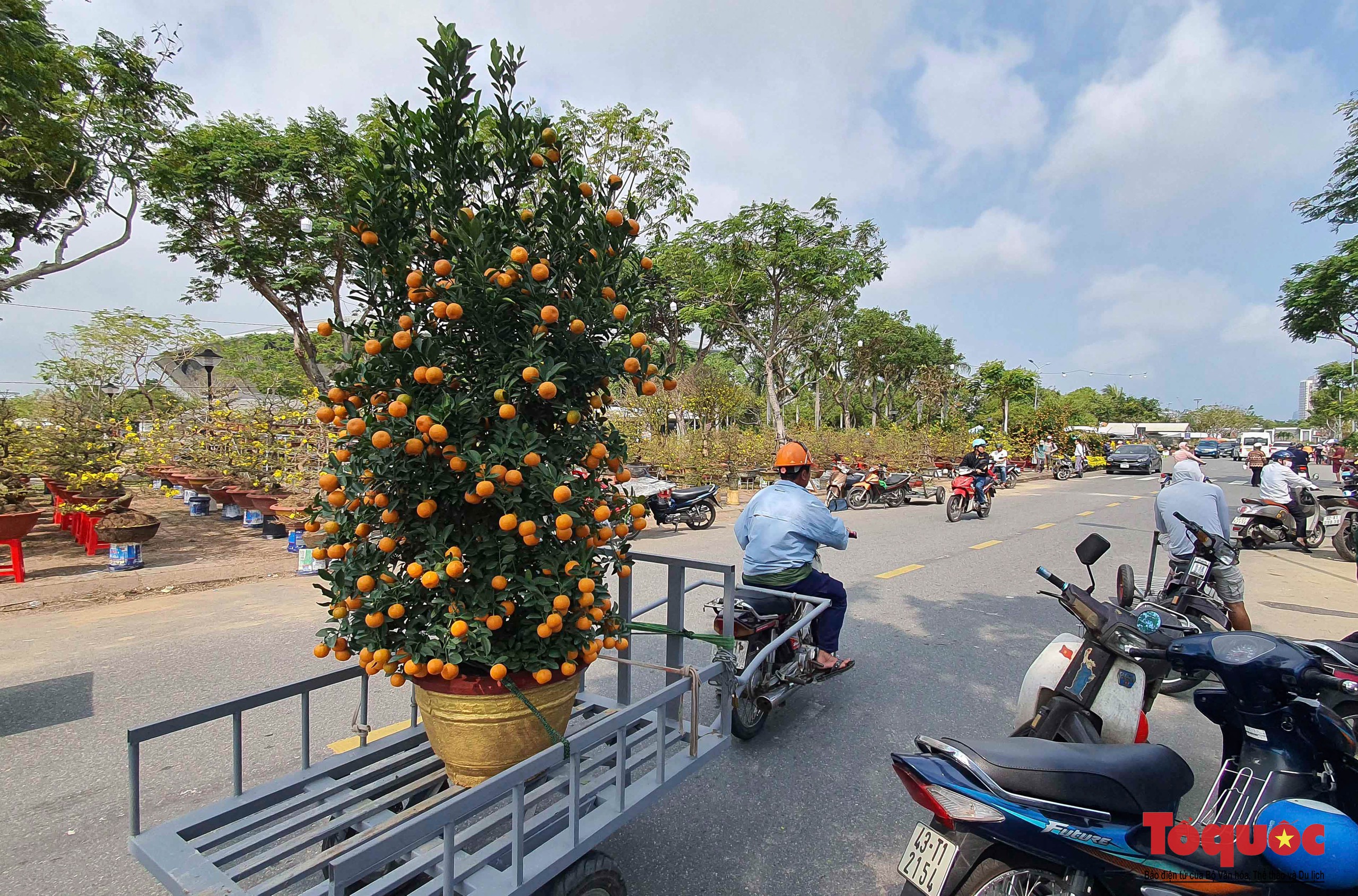Ngắm nhiều cây cảnh đẹp tại chợ hoa Tết Đà Nẵng  - Ảnh 6.