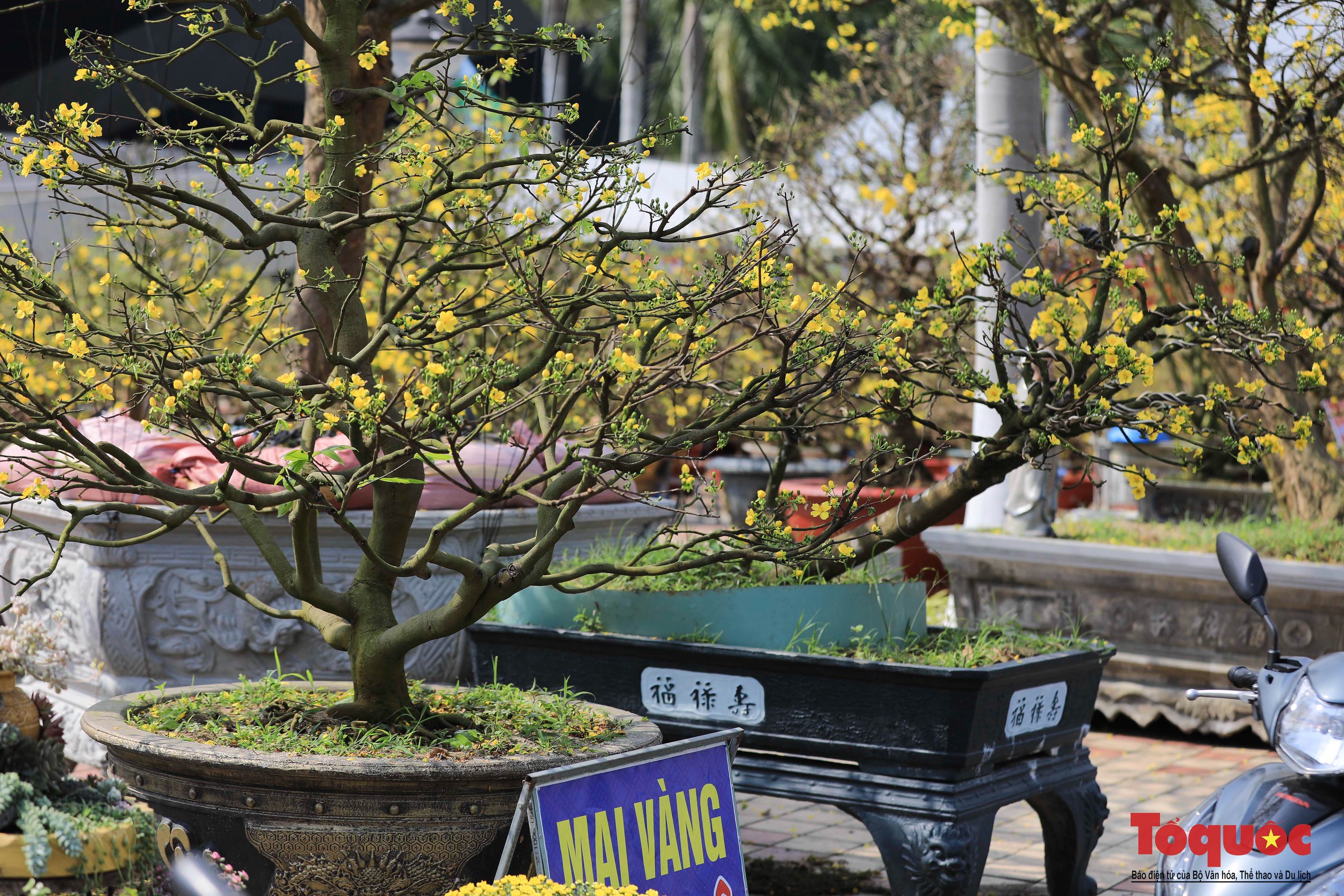 Ngắm nhiều cây cảnh đẹp tại chợ hoa Tết Đà Nẵng  - Ảnh 16.