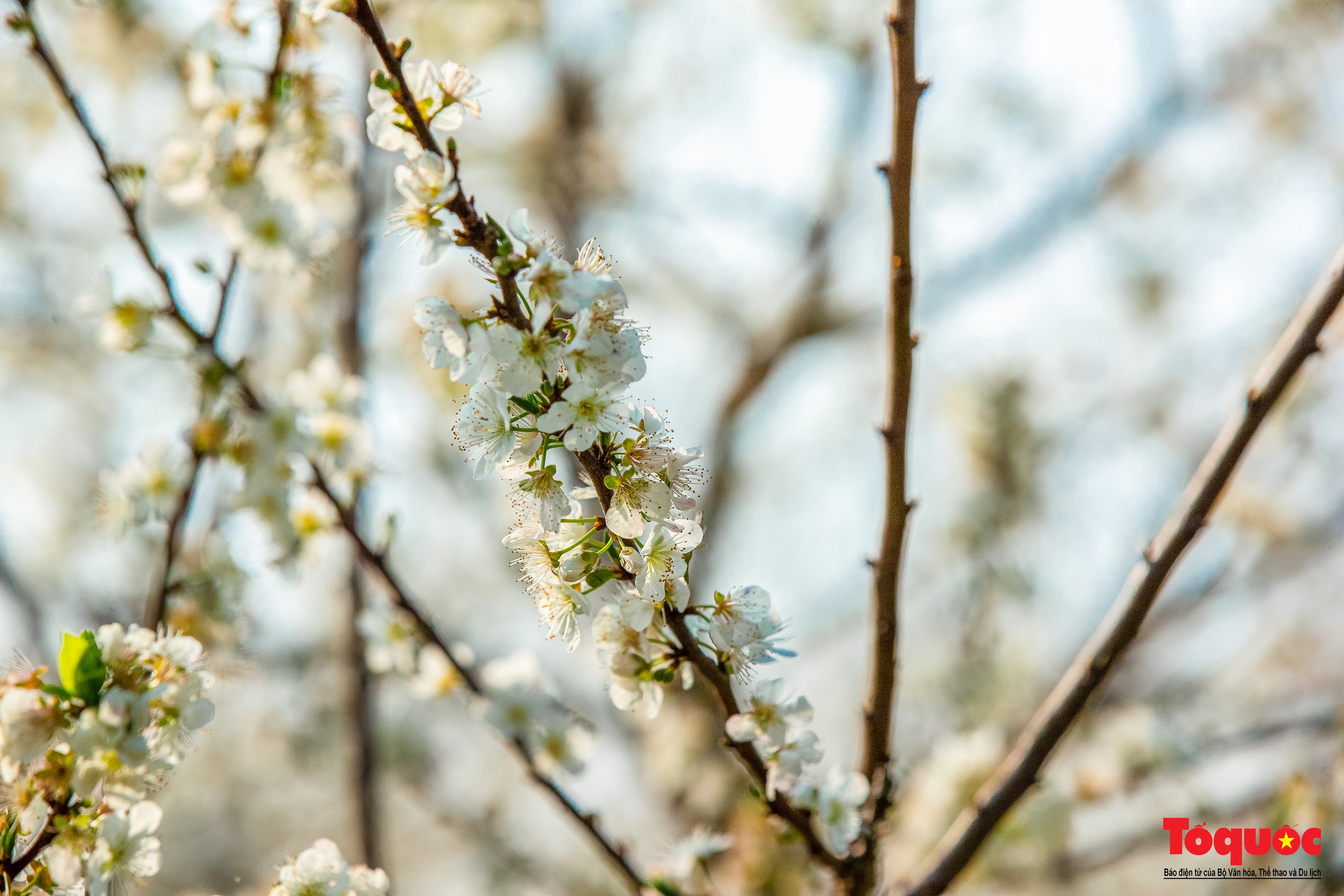 Lạc lối vào mùa hoa mận đẹp say lòng người trên cao nguyên trắng Bắc Hà - Ảnh 15.