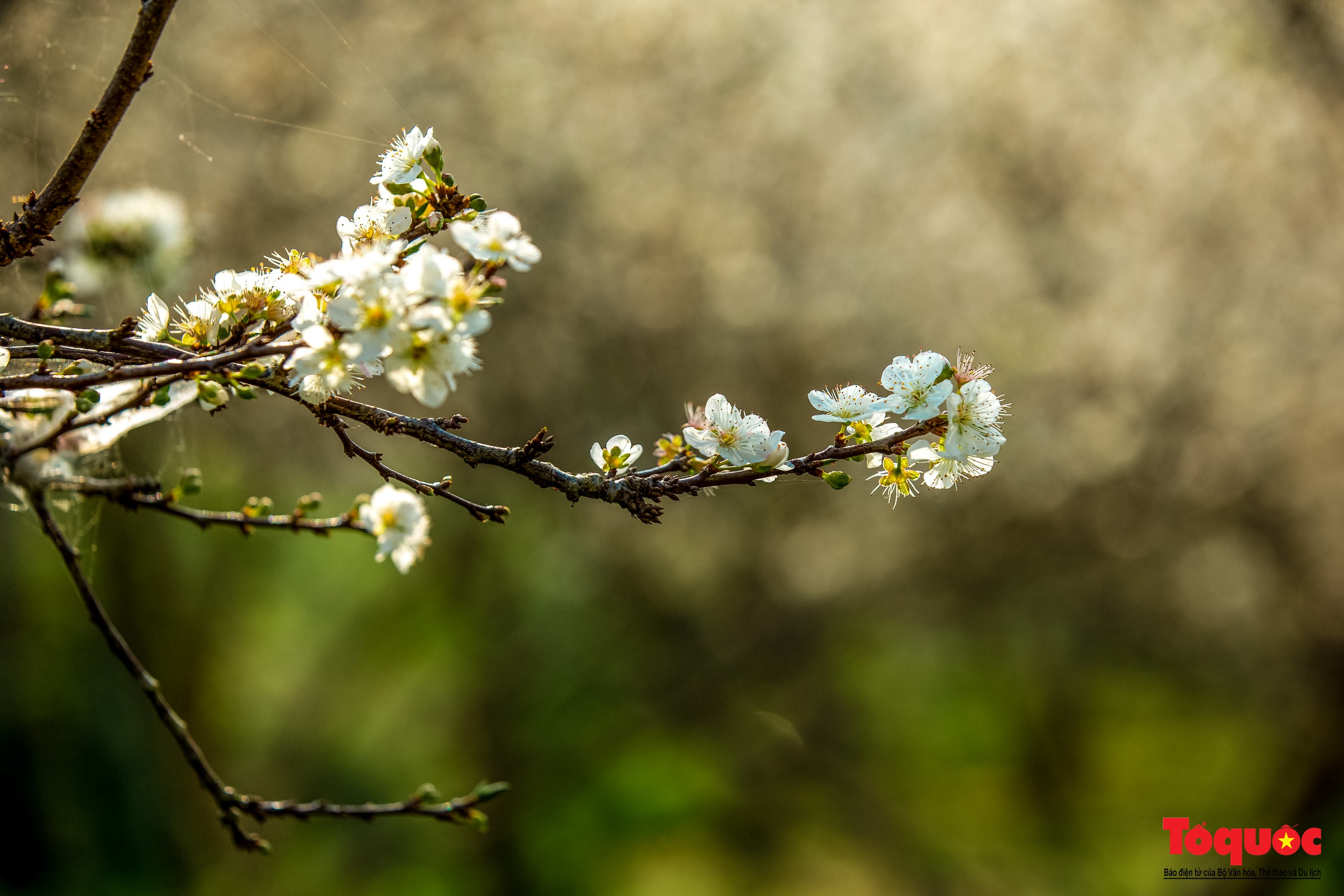 Lạc lối vào mùa hoa mận đẹp say lòng người trên cao nguyên trắng Bắc Hà - Ảnh 6.