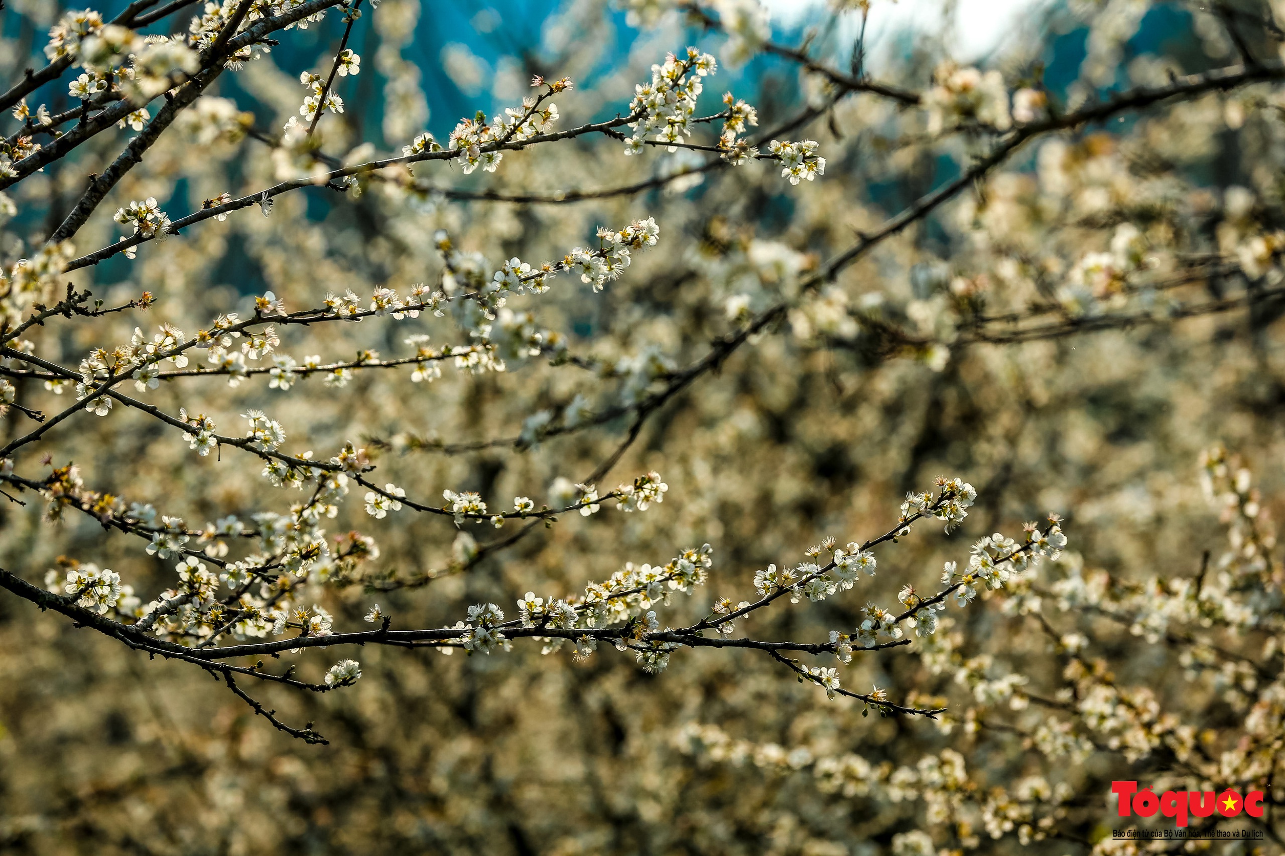 Lạc lối vào mùa hoa mận đẹp say lòng người trên cao nguyên trắng Bắc Hà - Ảnh 14.