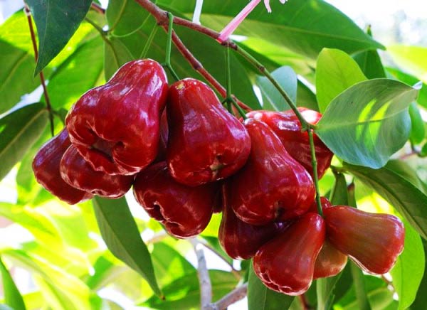 3 loại trái cây ngọt thơm nhưng là insulin tự nhiên, hạ đường huyết, giảm mỡ máu hiệu quả: Chợ Việt bán nhiều - Ảnh 3.