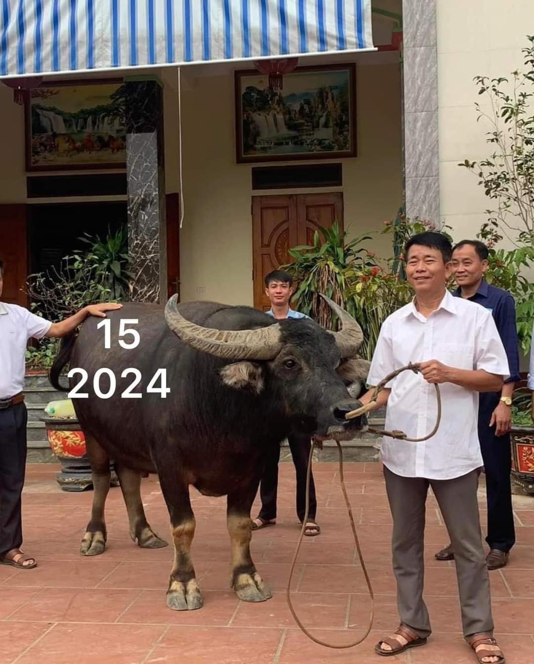 Винь Фук: Награждение победителей на Фестивале боев быков Хай Лу 2024 года - Фото 6. Vĩnh Phúc: Trao giải chiến thắng tại Lễ hội Chọi trâu Hải Lựu năm 2024  - Ảnh 6.